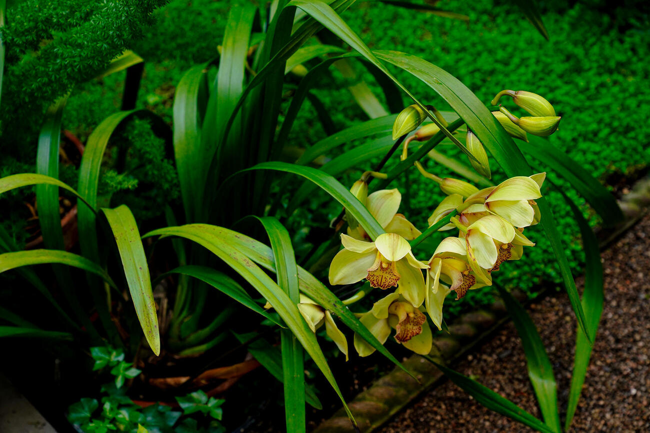 Orchids_2024_Wade_116_0.jpg