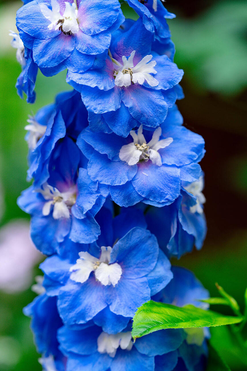 SpringBlooms_2024_Wade_023_0.jpg