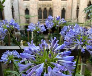 Photo of flowers in a courtyard.