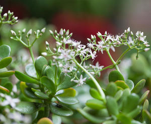 Green leaves of a jade plant with small pink, star-shaped flowers