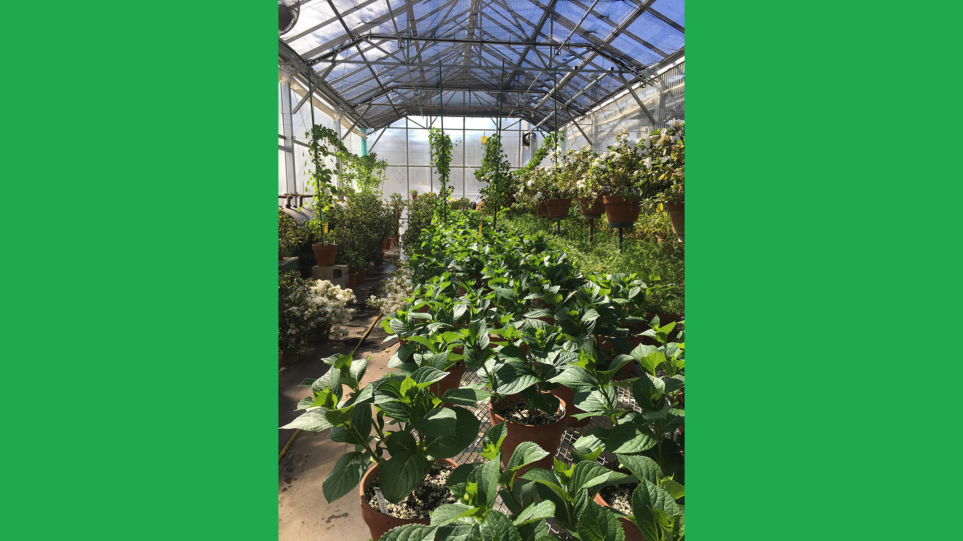 A third view of the Hingham Nursery greenhouses.