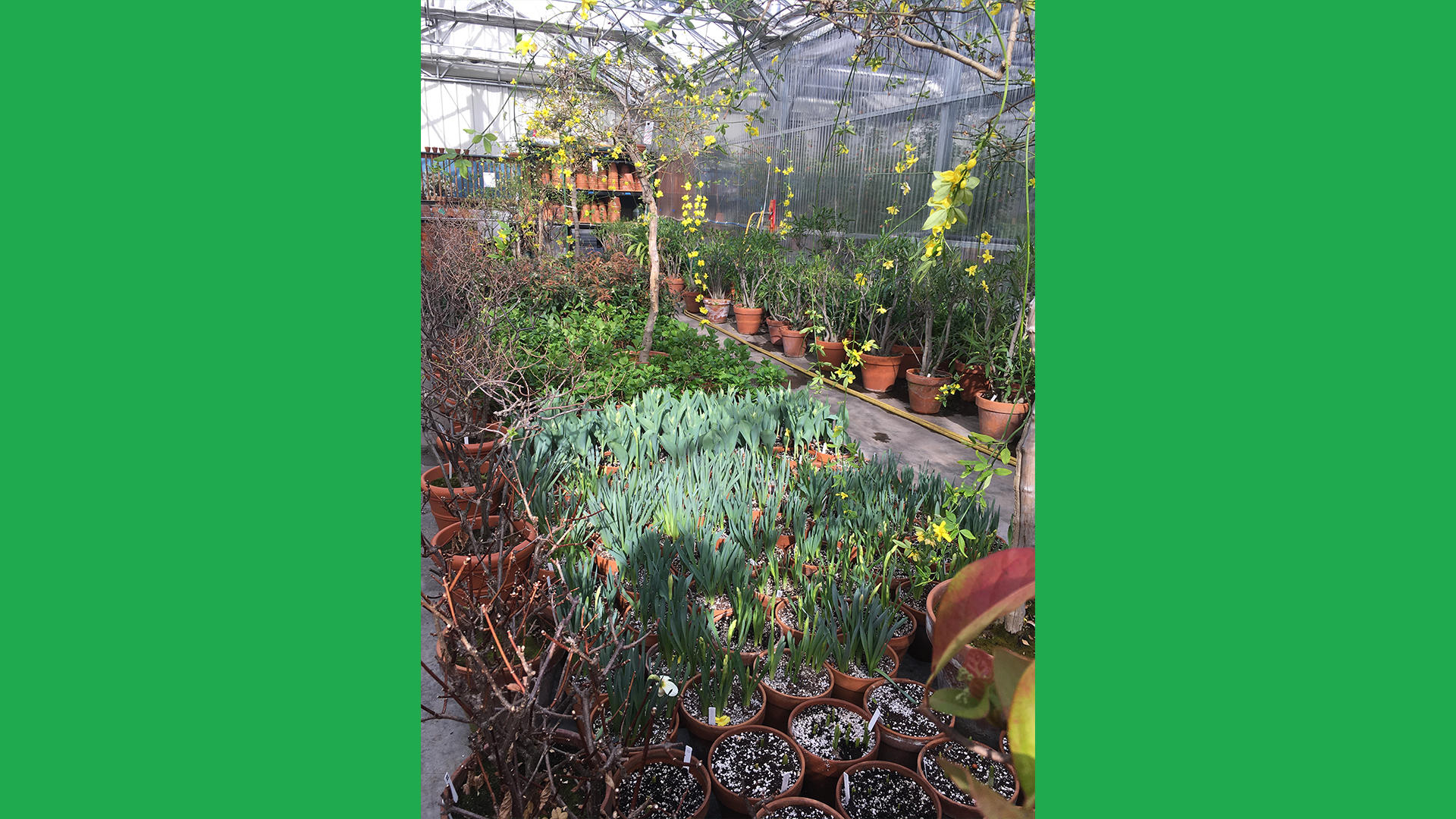 A fourth view of the Hingham Nursery greenhouses.