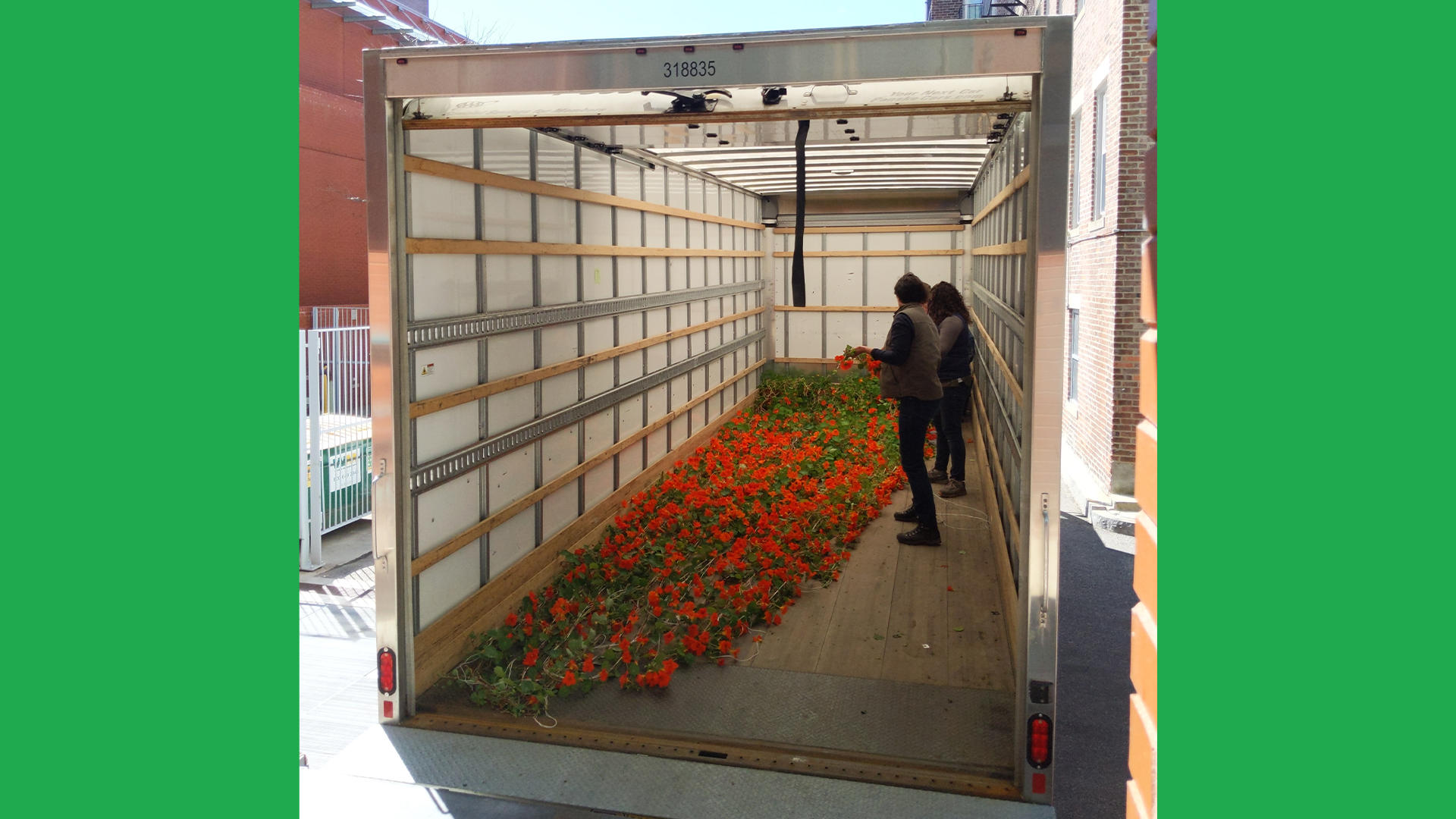 Nasturtiums in the Horticulture truck, 2019. They take up the full length of the truck in transport!