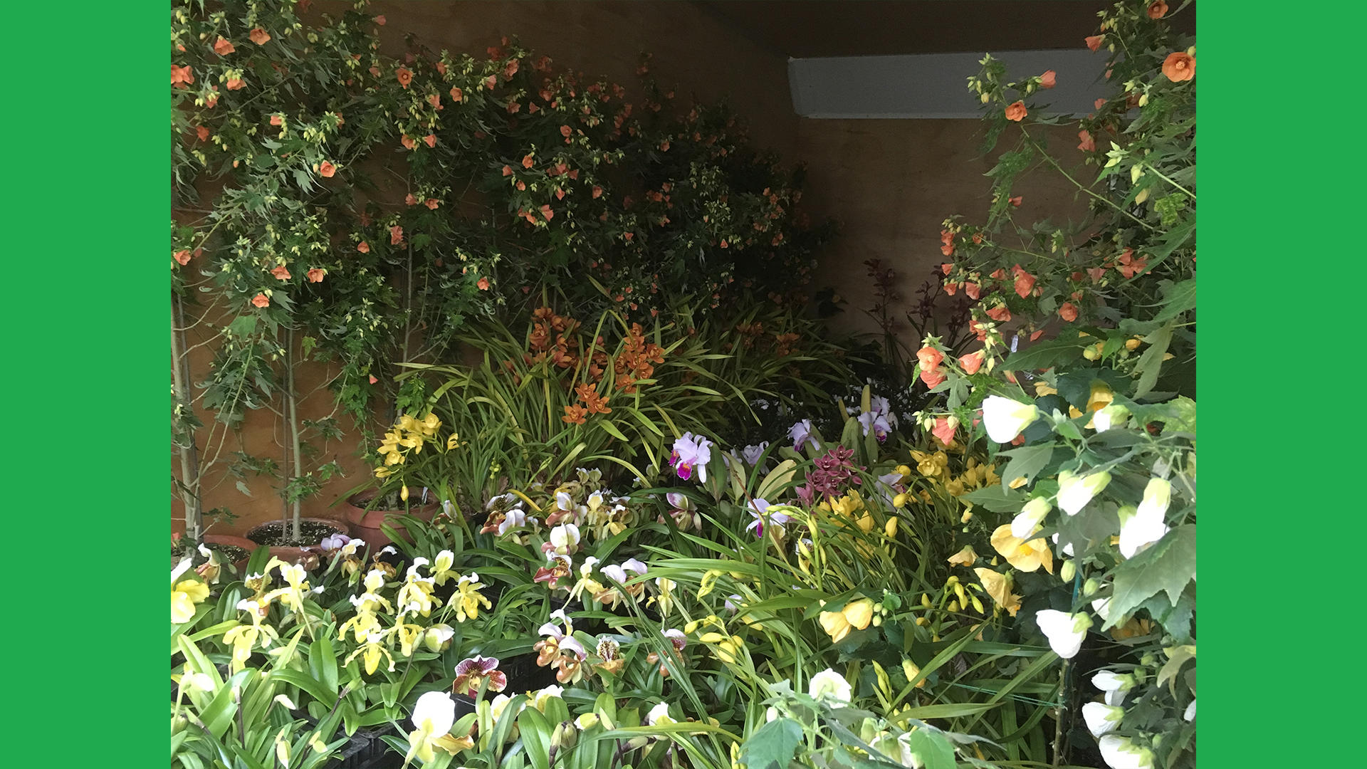 The same truck view, with all of the midwinter tropics for our January display. 