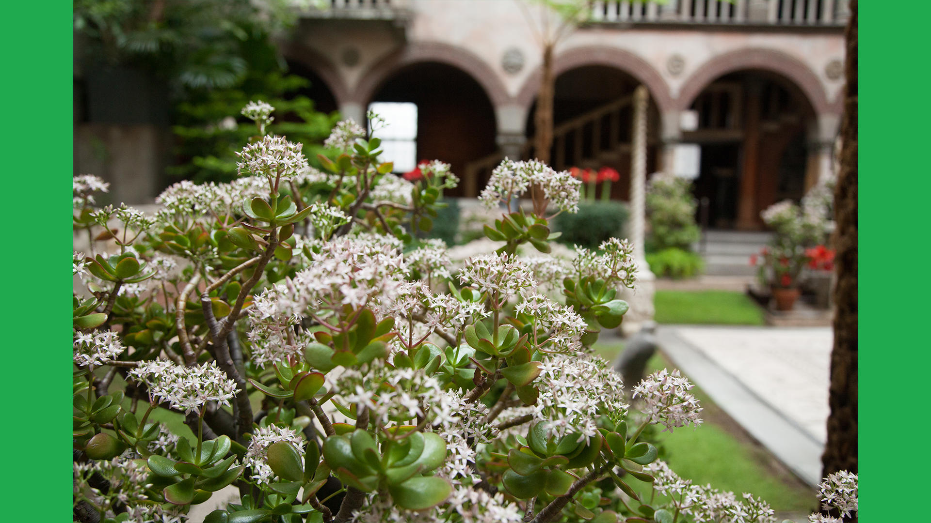 Flowering jade, photo by Siena Scarff.