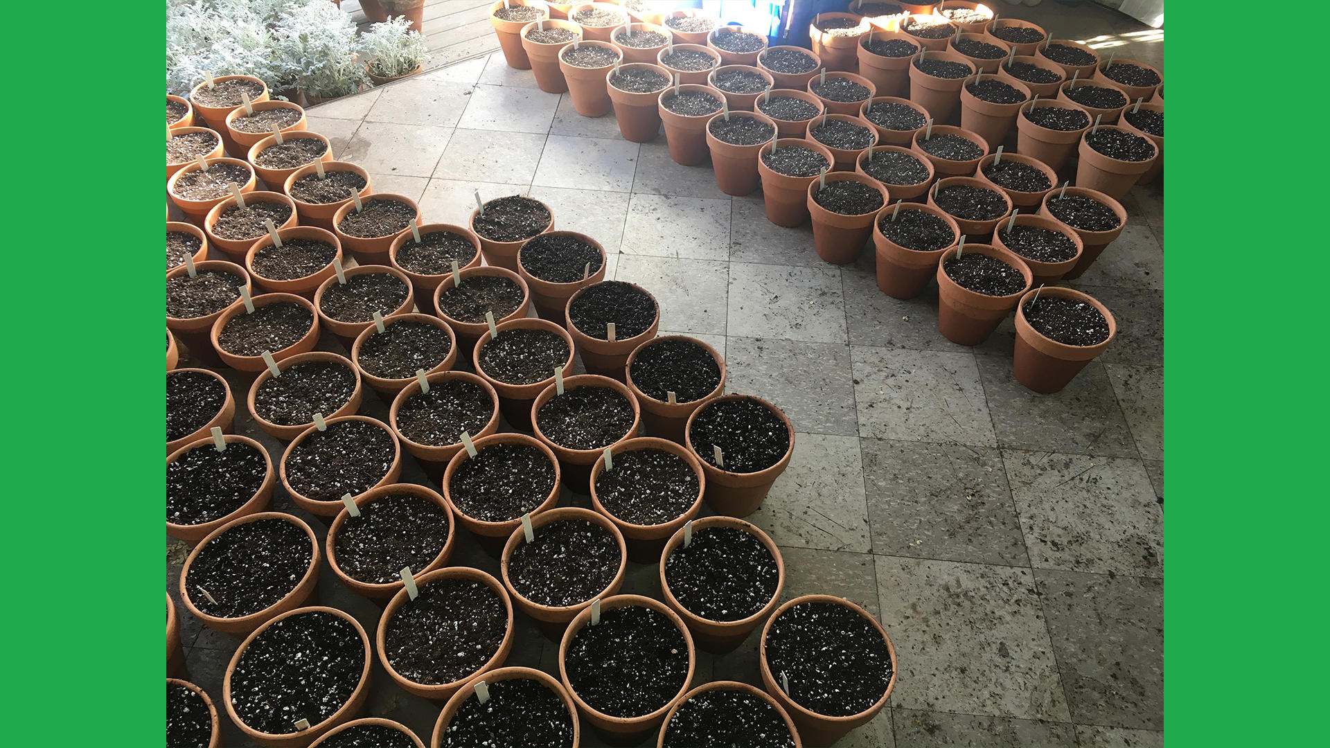 Spring bulbs potted up last November.