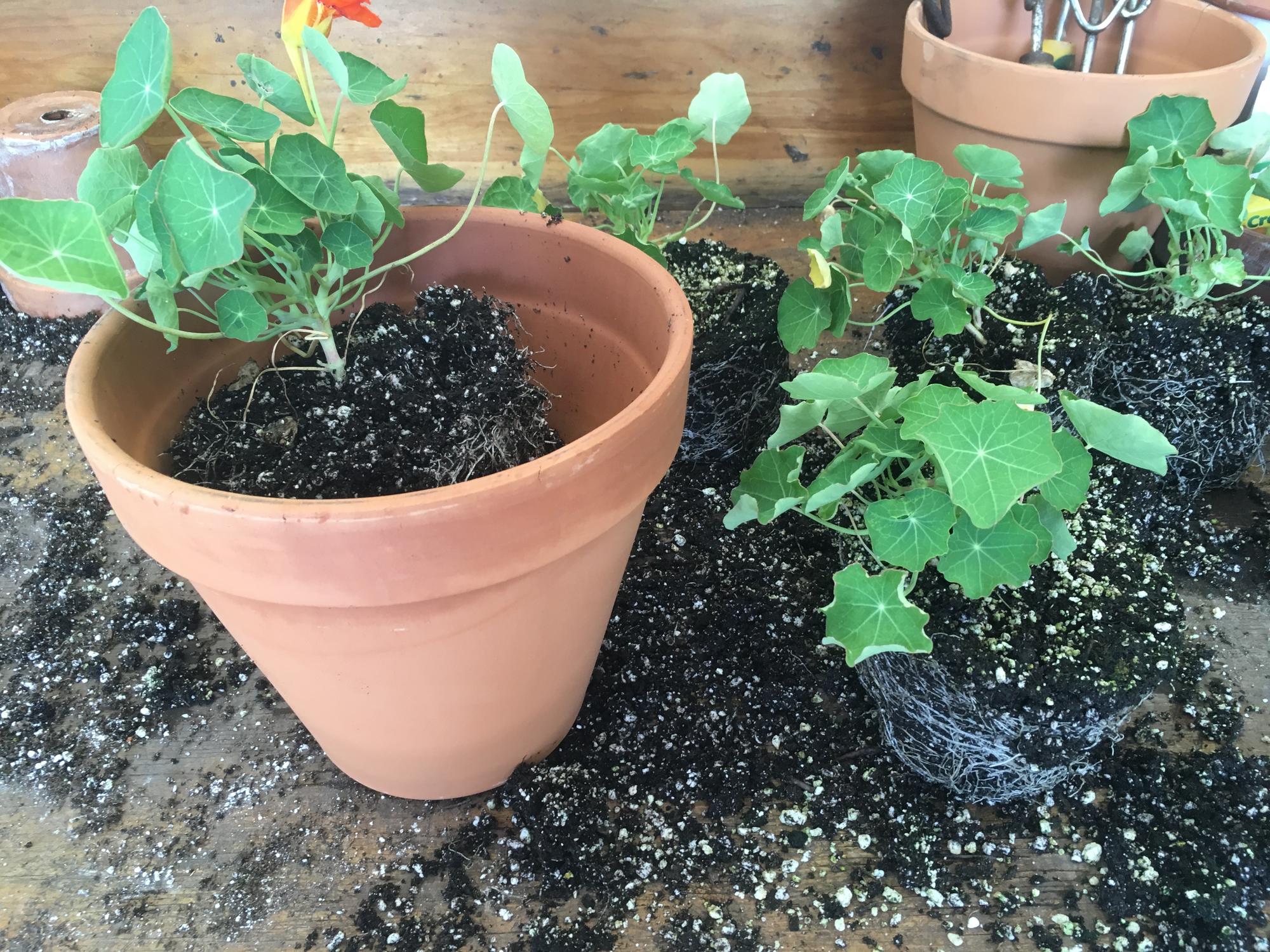 A small terra cotta planter containing a single nasturtium seedling.