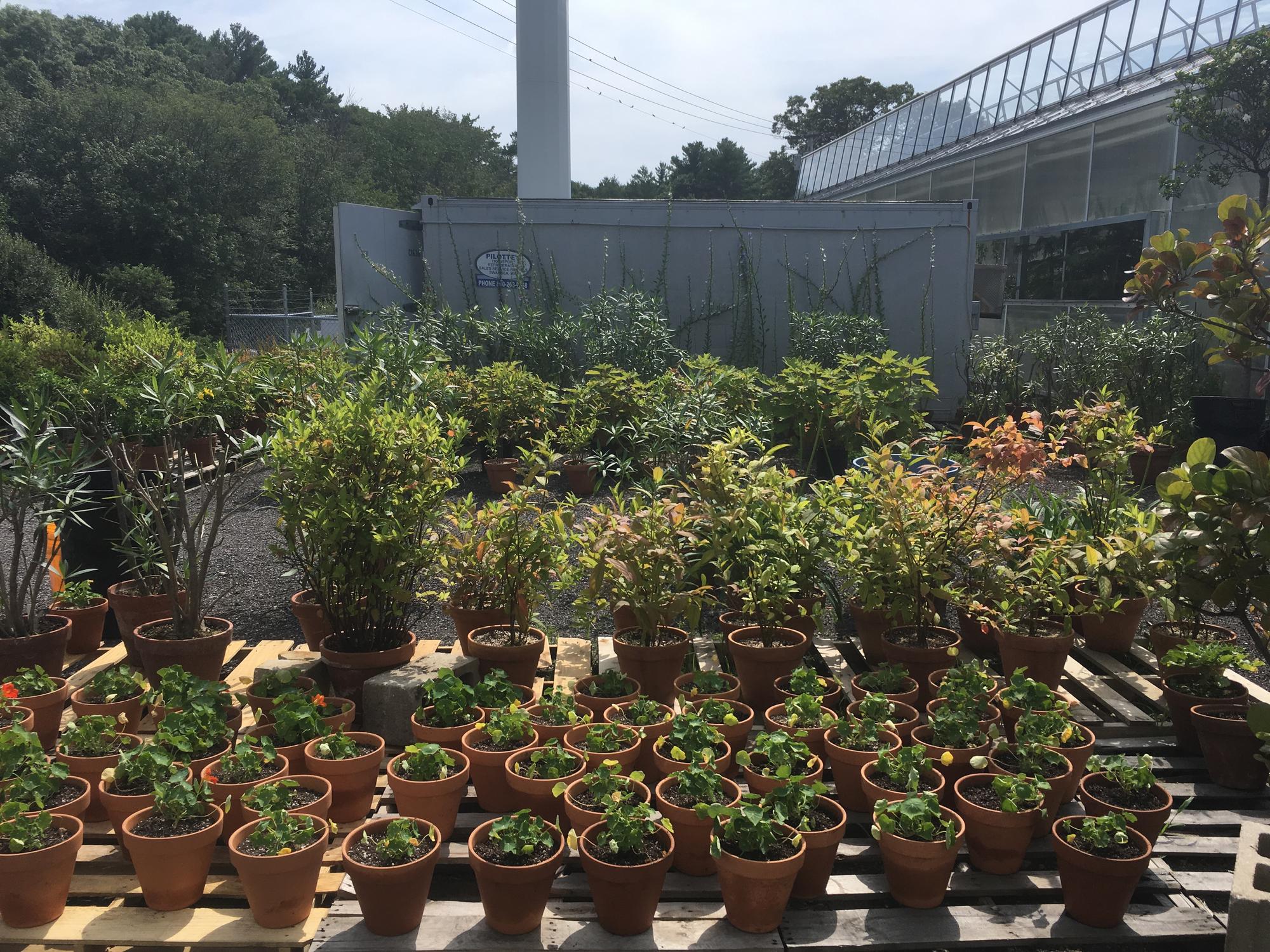 Image of the outdoor growing space at the nursery. 