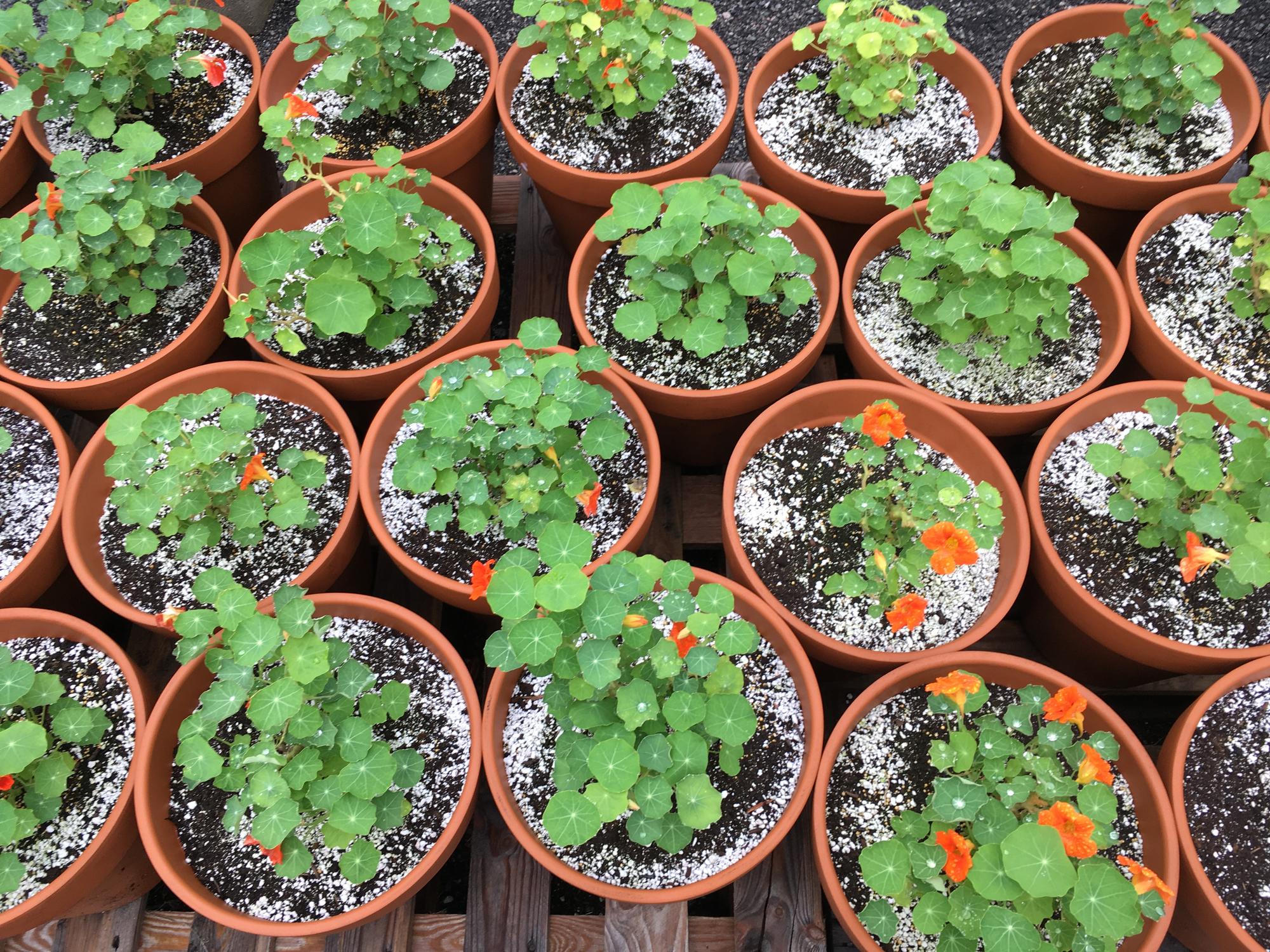 An overhead shot of the tiny nasturtium plants, just beginning to grow their first flowers. 