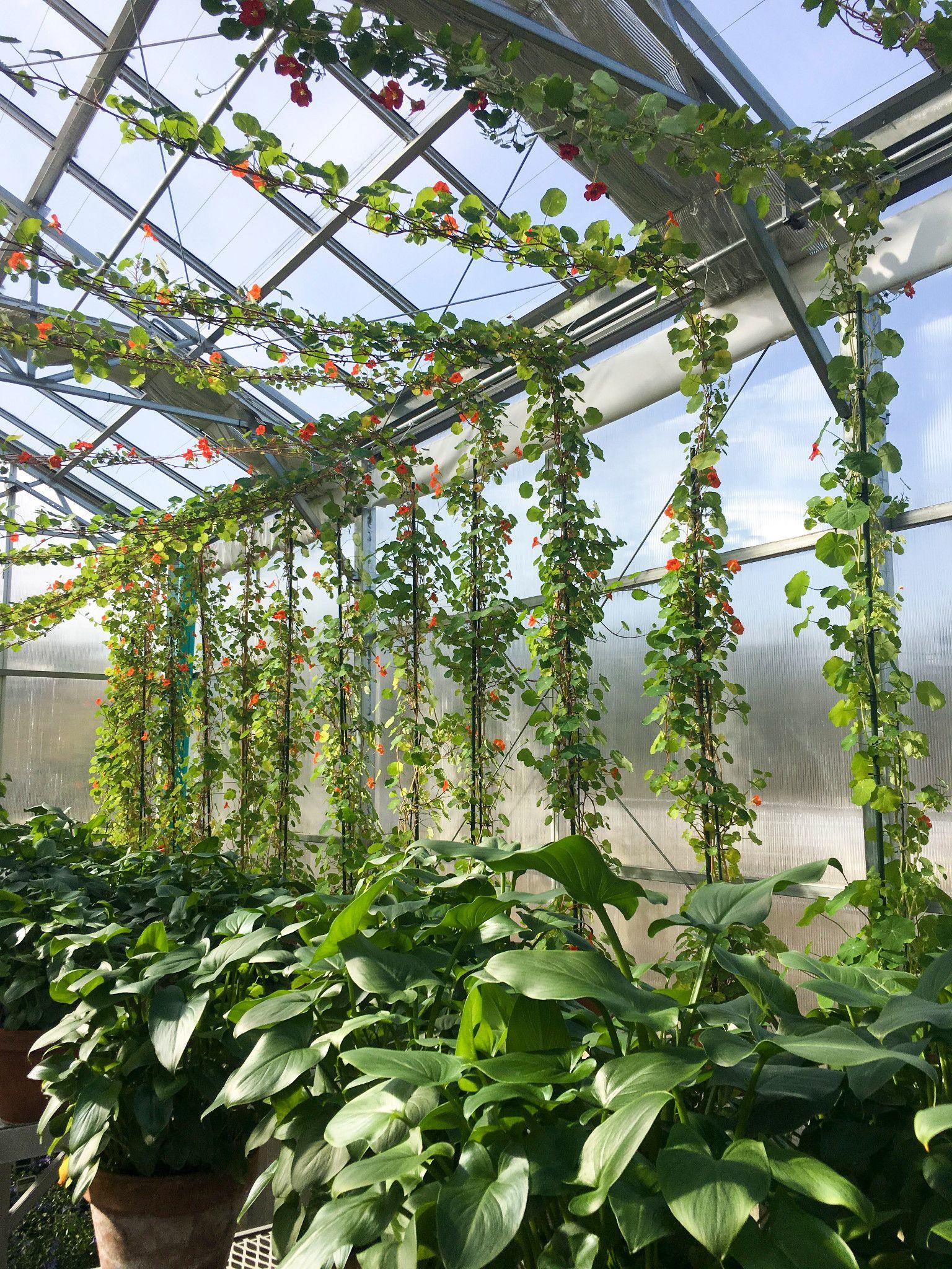 Nasturtiums being trained to vine along the glass ceiling of the South Shore greenhouses.