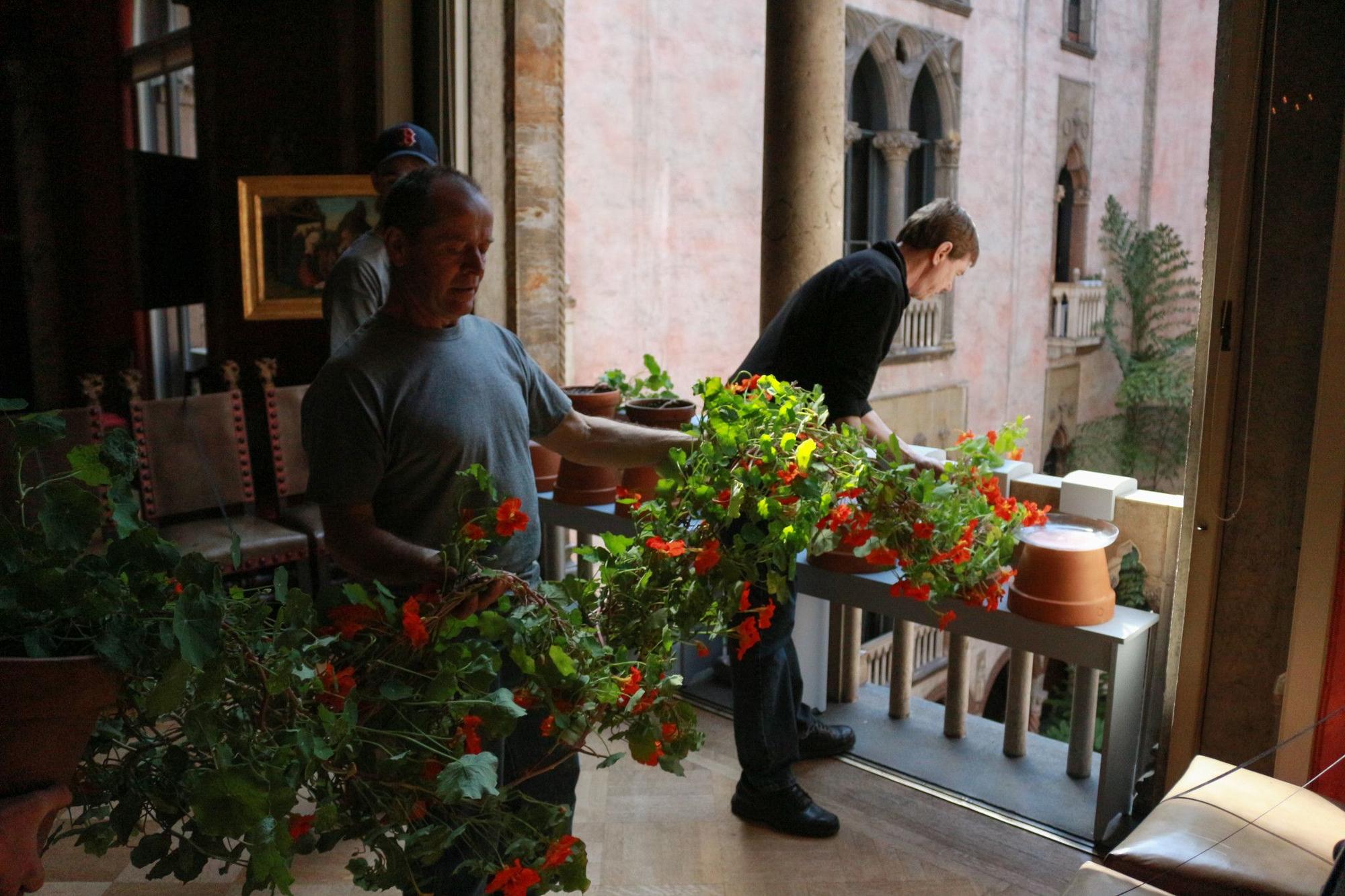 Former Chief Horticulturalist Stan Kozak prepares to guide the nasturtiums down through the Courtyard, to achieve their iconic hanging display.