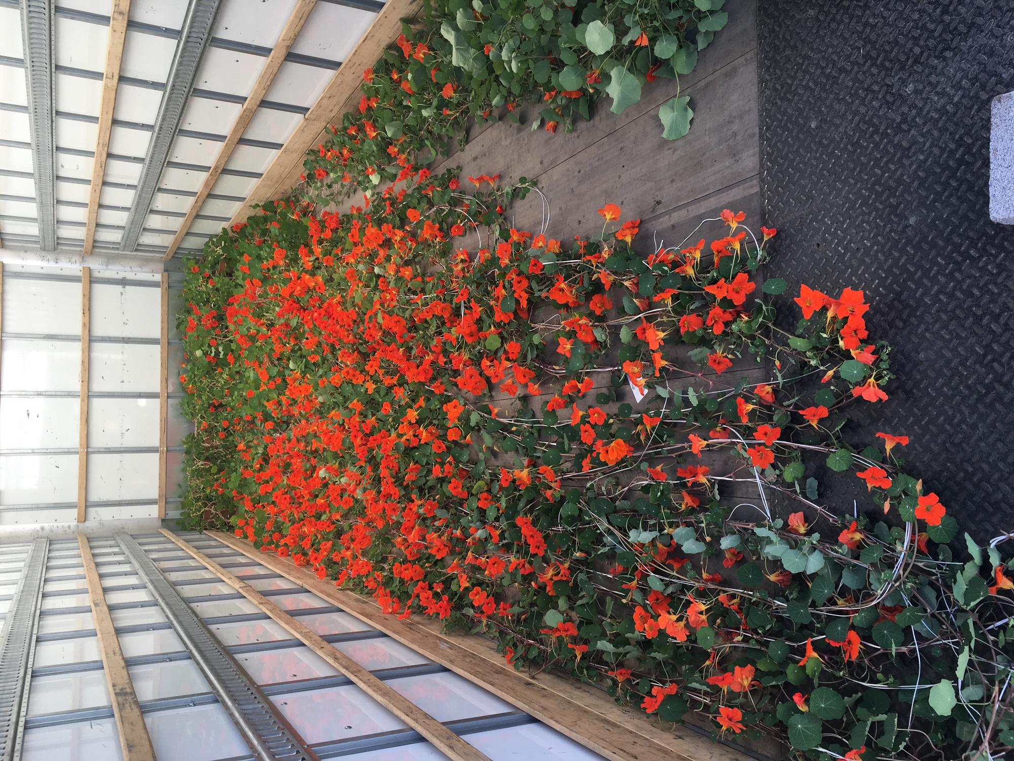 Nasturtiums resting in the back of our climate-controlled truck, awaiting transport into the Museum.