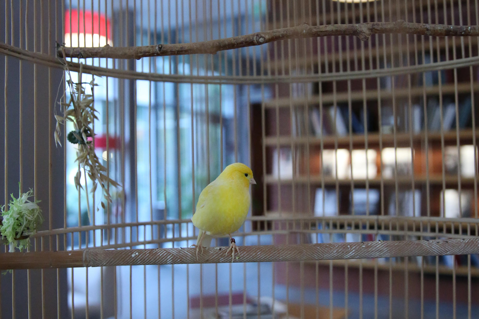 Whistler, our canary, makes his home in the Living Room