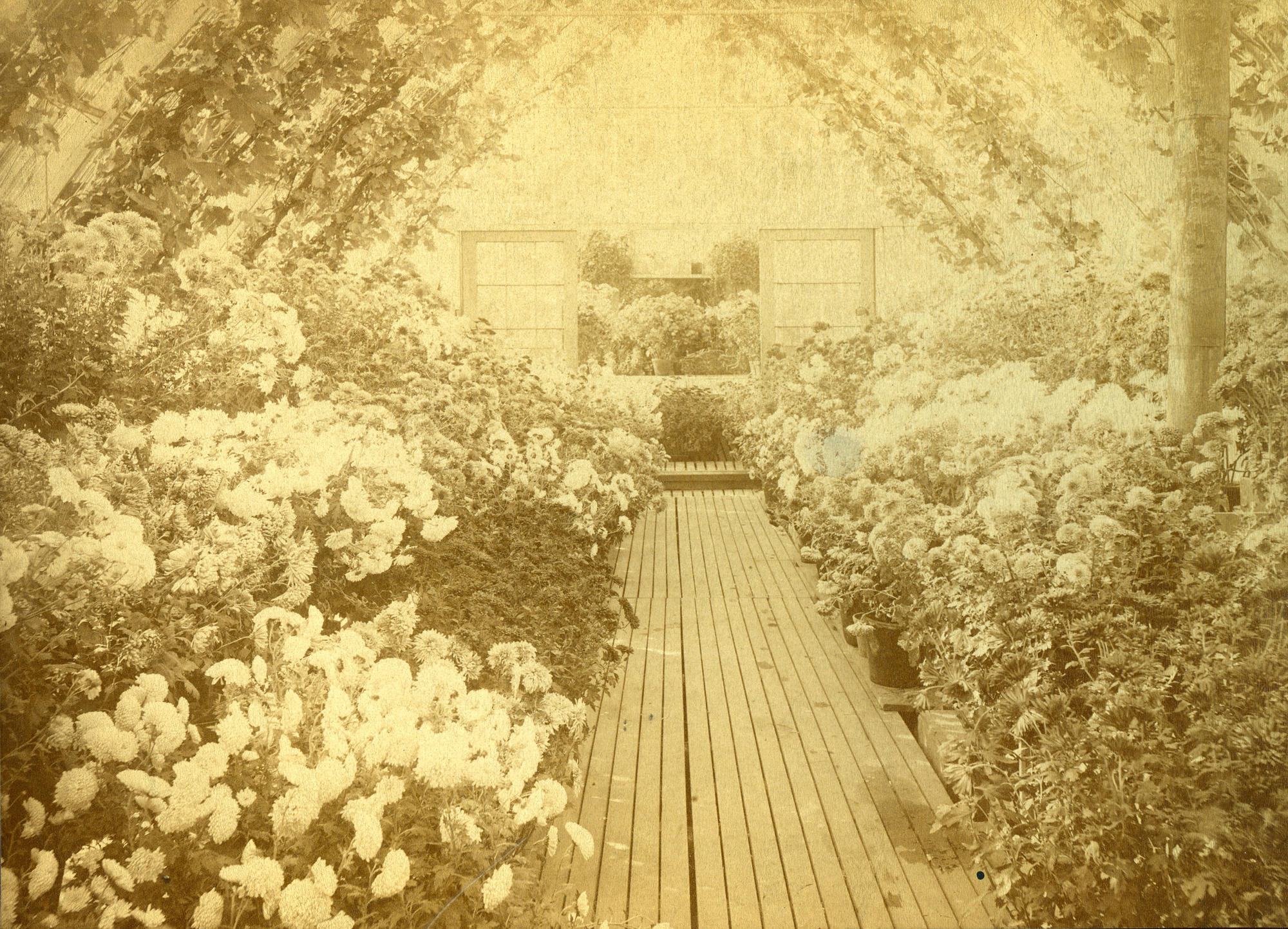Chrysanthemums in Isabella’s greenhouse at Green Hill, 1884. Photo: Wilfred A. French (active eastern Massachusetts, 1880-1889).