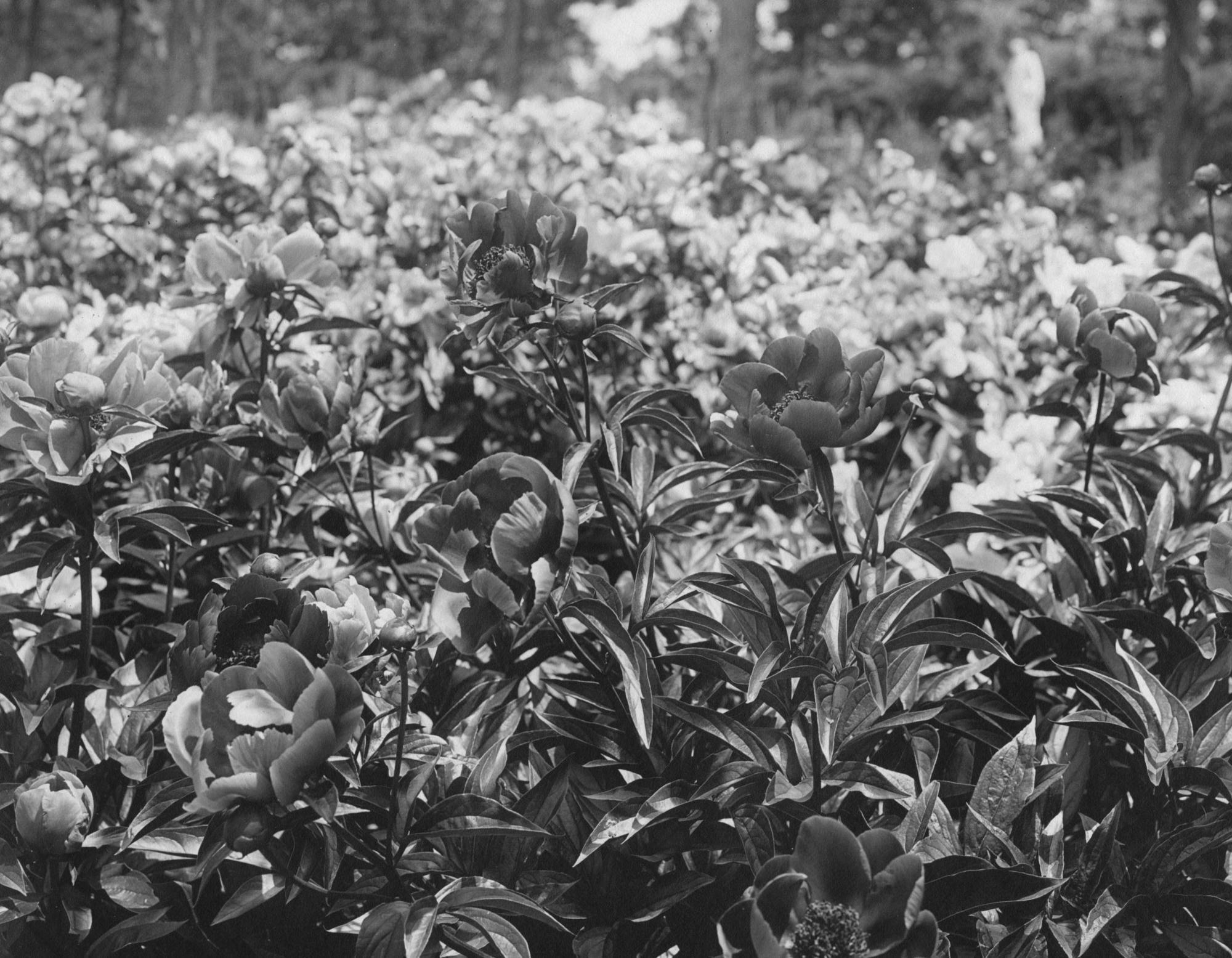 Single bloom, herbaceous peonies in Isabella’s gardens at Green Hill, 1900-1902. Photo: Thomas E. Marr and Son (active Boston, about 1875–1954).