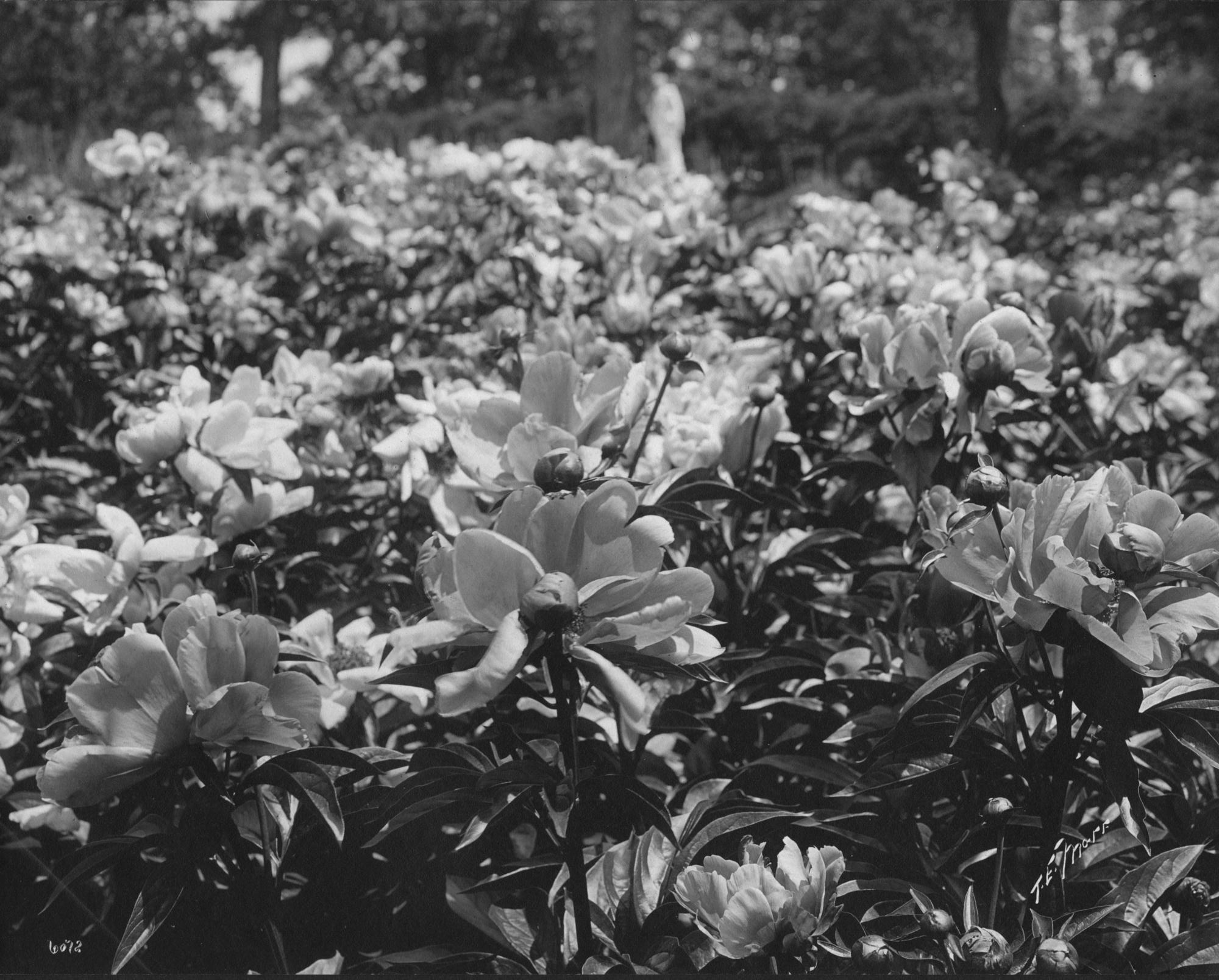 Single bloom, herbaceous peonies in Isabella’s gardens at Green Hill, 1900-1902. Photo: Thomas E. Marr and Son (active Boston, about 1875–1954).