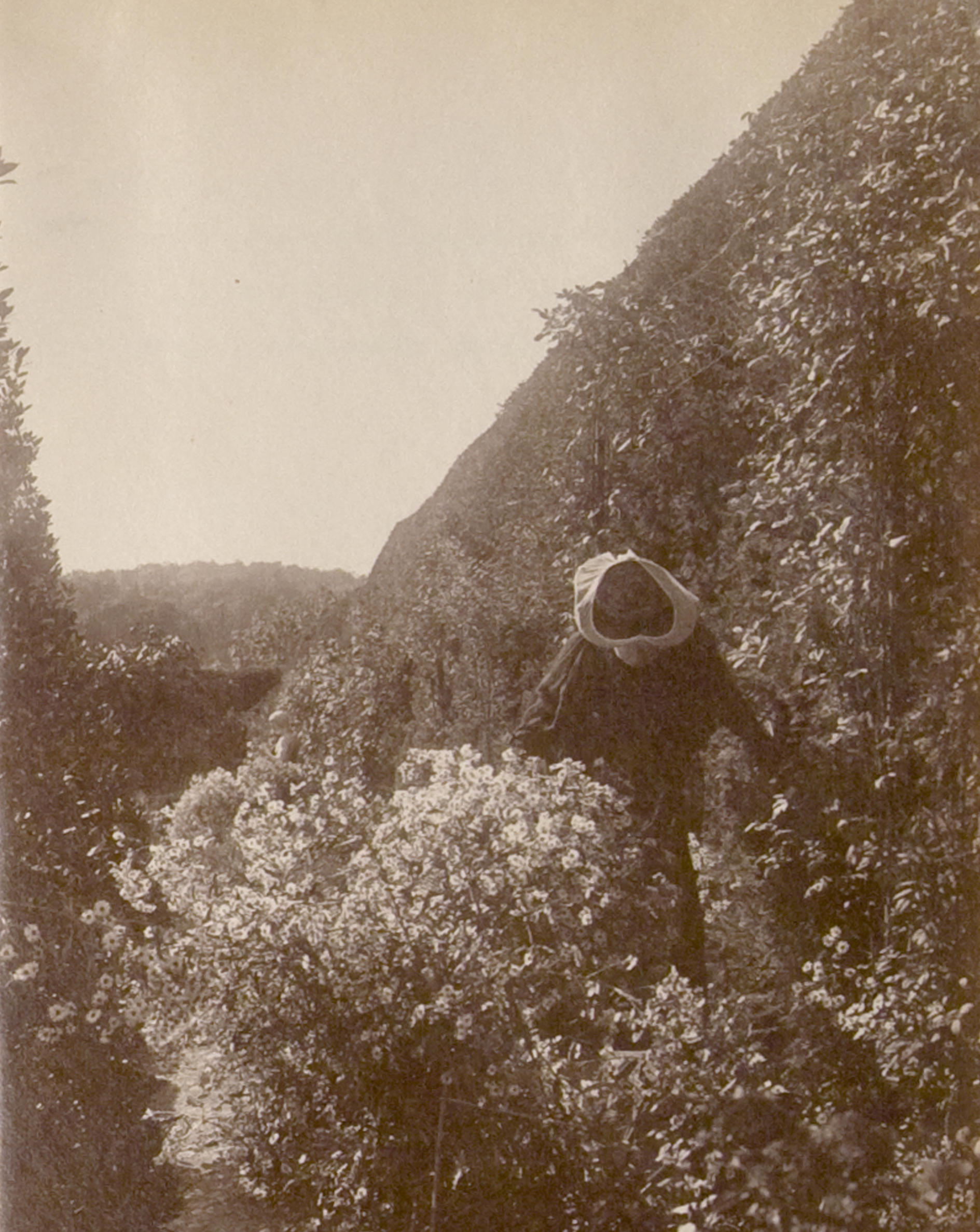 Isabella working in the Italian Garden at Green Hill, 1902