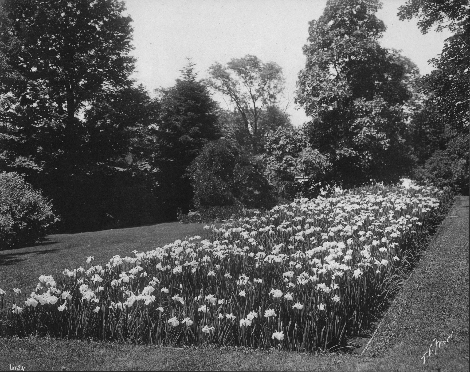 The iris bed at Green Hill, about 1900. Photo: Thomas E. Marr (active Boston, 1890–1910)