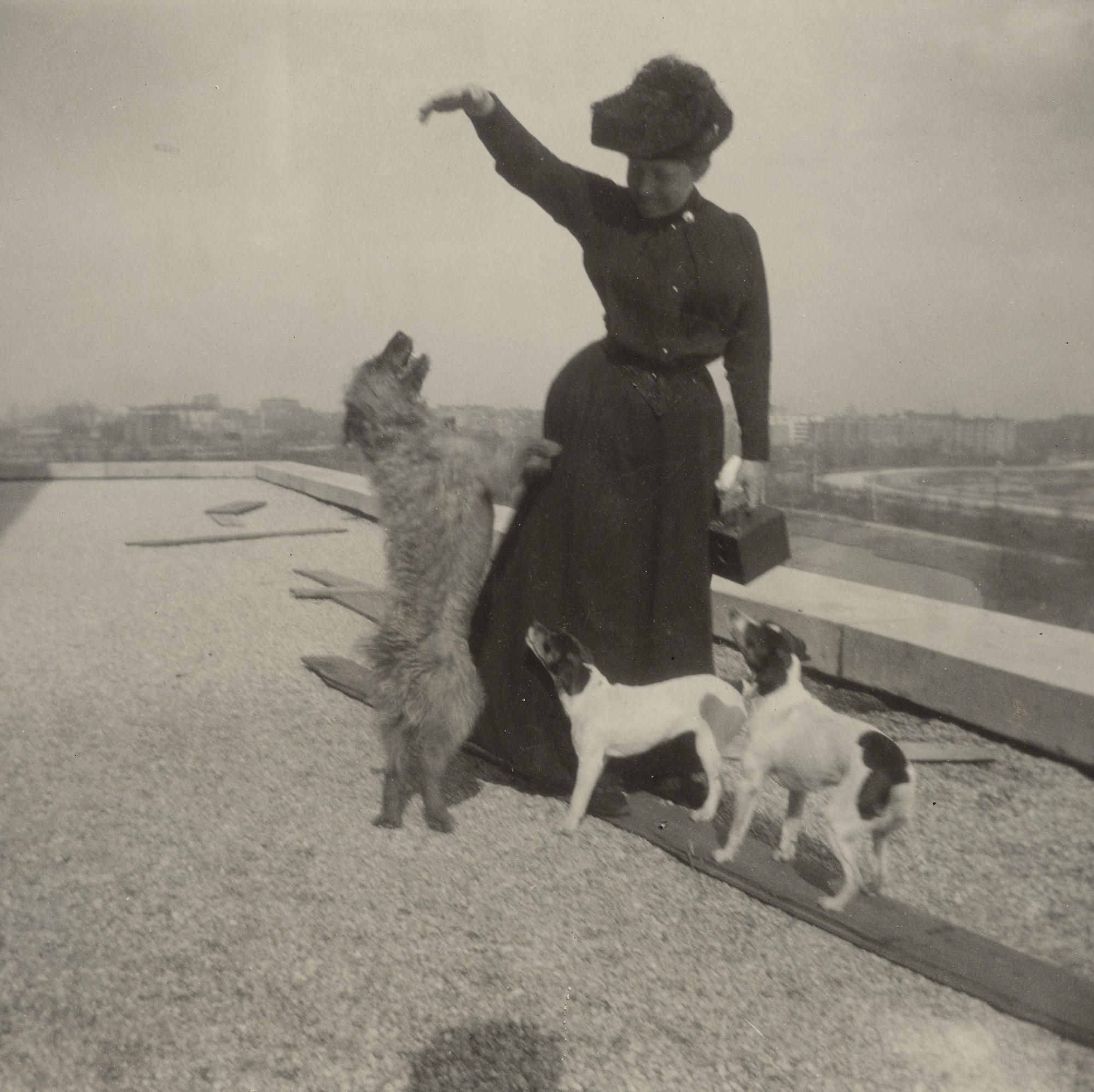 Isabella with Kitty Wink, Patty Boy, and Another Fox Terrier friend on the Roof of Fenway Court, from Guest Book Volume VI, p. 42, about 1900. Photo: Julia Featheringill.