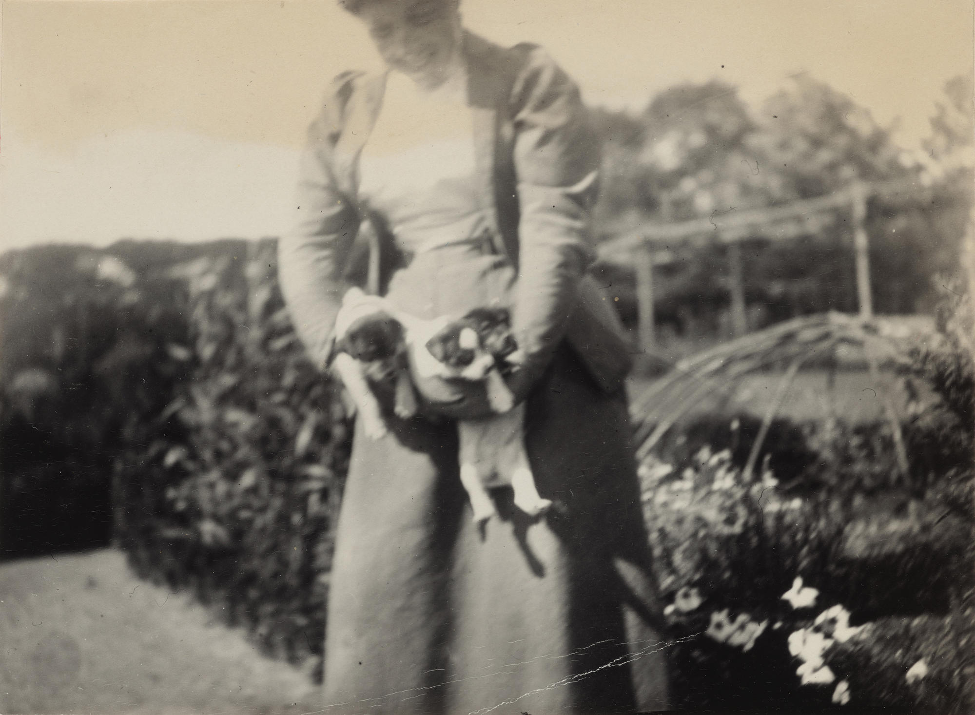Isabella Stewart Gardner with Three Fox Terrier Puppies at Green Hill, from Guest Book Volume IV, p. 16, Summer 1898. Photo: Julia Featheringill.