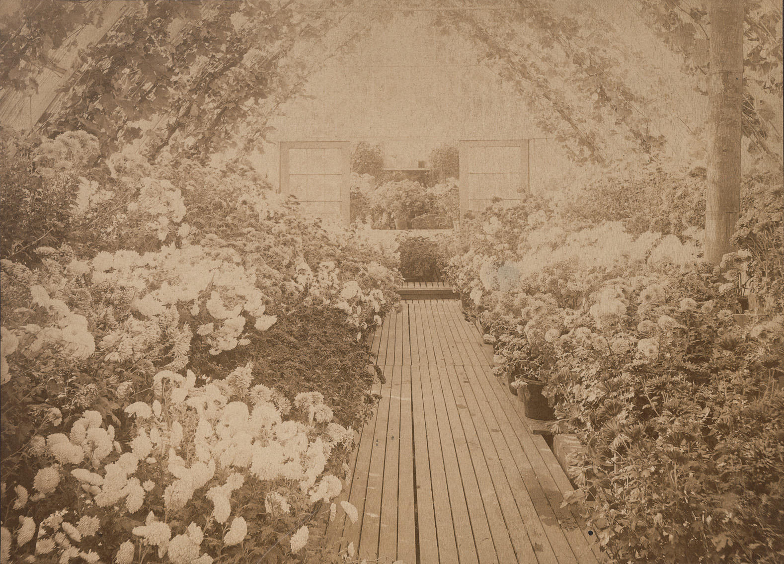 Chrysanthemums at Green Hill, Brookline photographed by Wilfed A. French