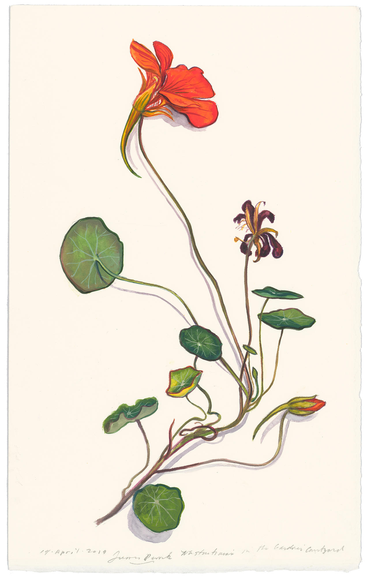 A watercolor painting of a single nasturtium