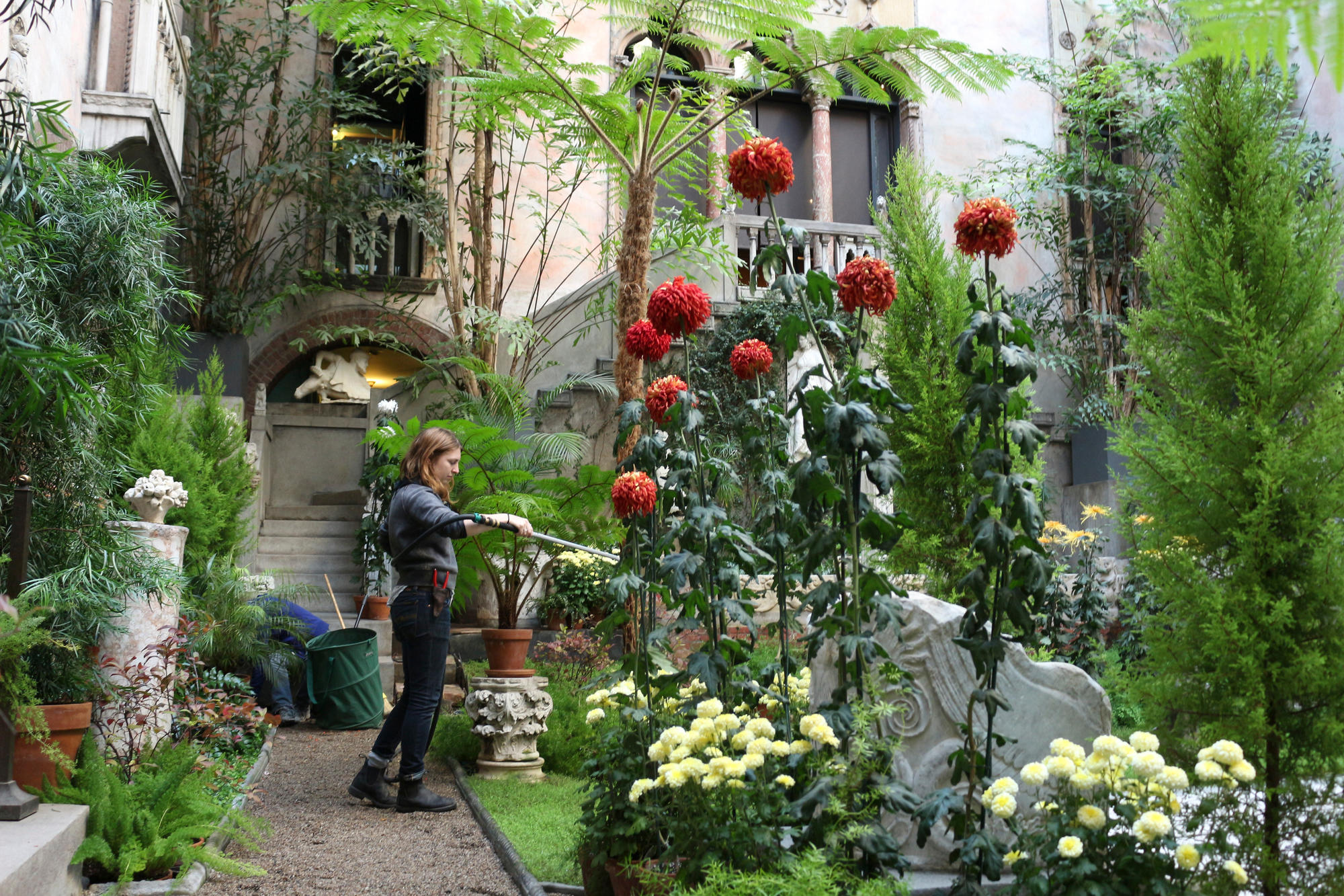 Someone watering the mums in the Courtyard of the Isabella Stewart Gardner Museum.