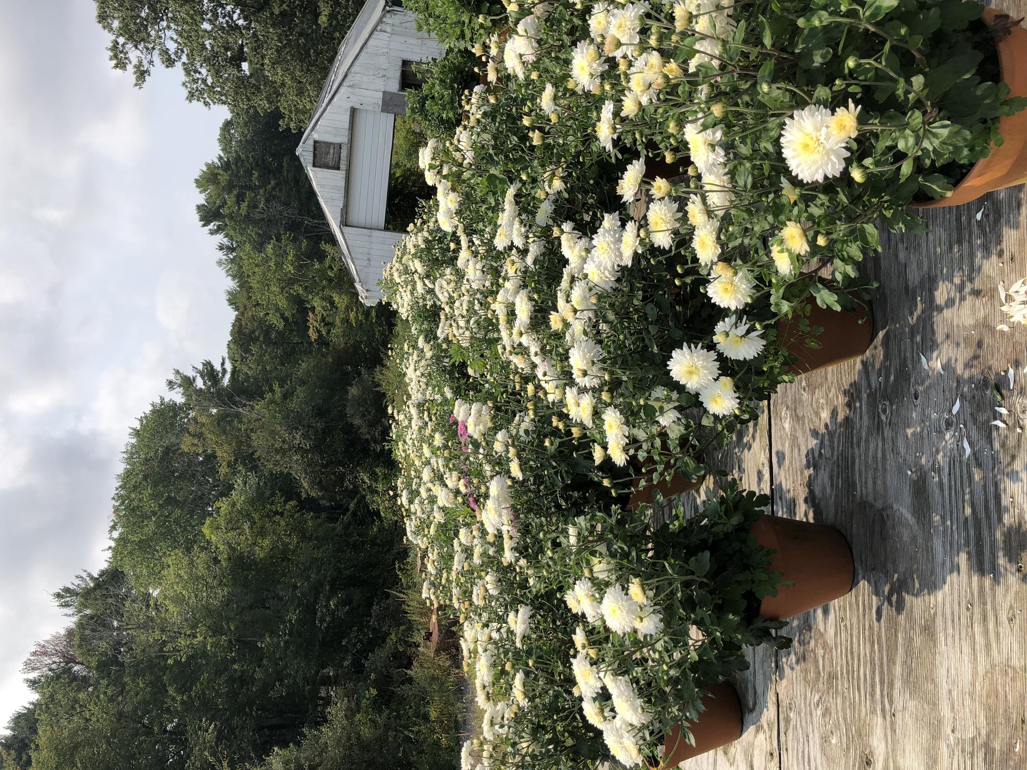 Bloomed Chrysanthemums in pots outside.