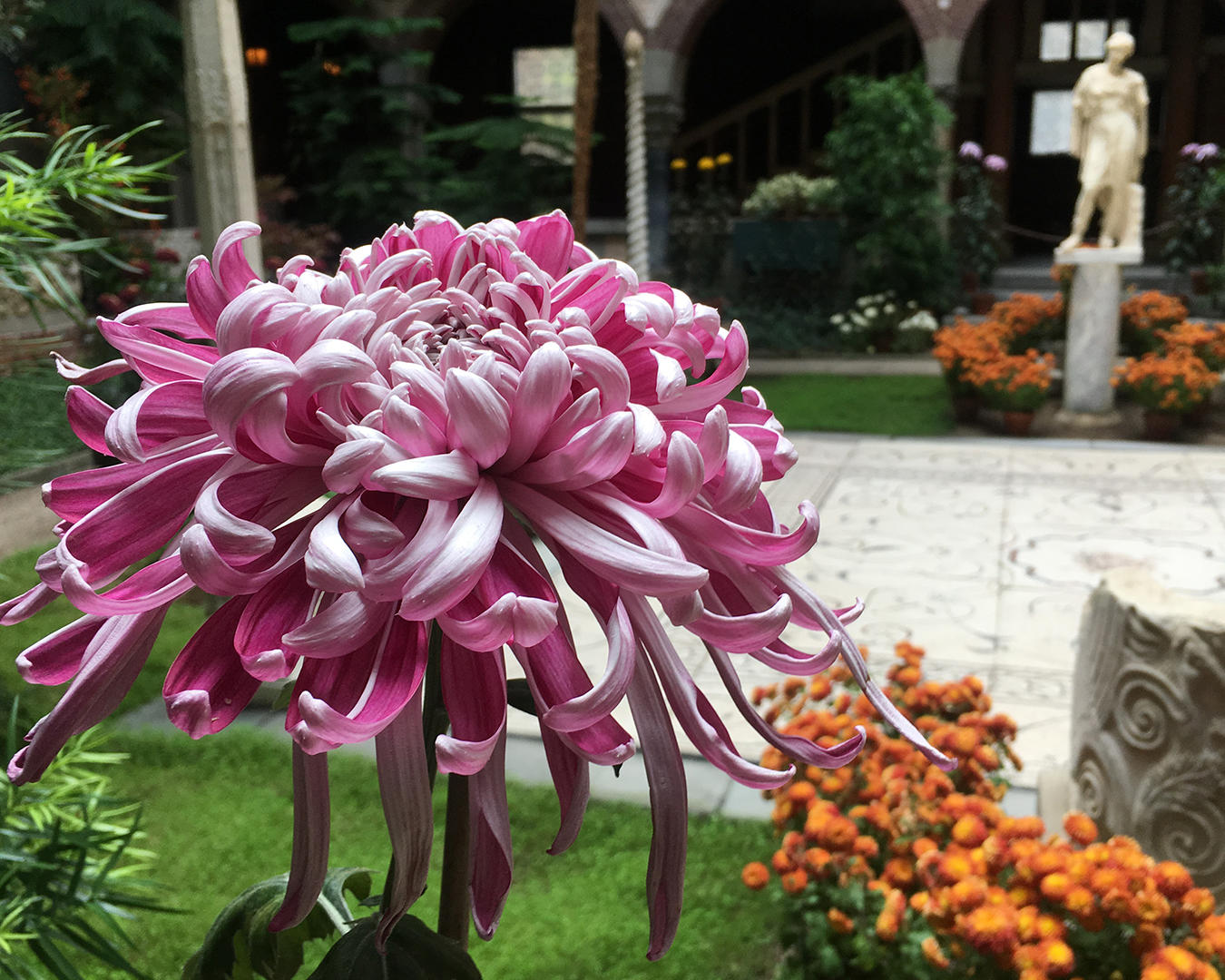 A Lili Gallon, which has irregular incurve class (purple + white), large showy reflexing bloom of unusual color combination. Very long deep wine purple florets that curl to show stunning reverse color of silver.