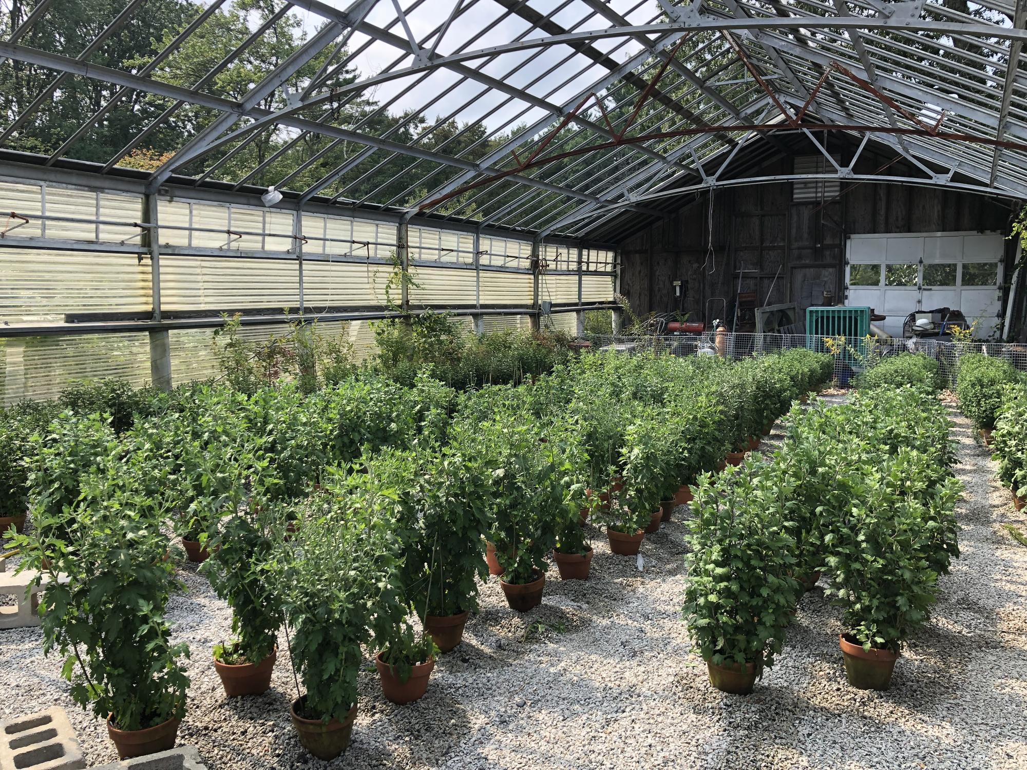 Mums in a greenhouse.