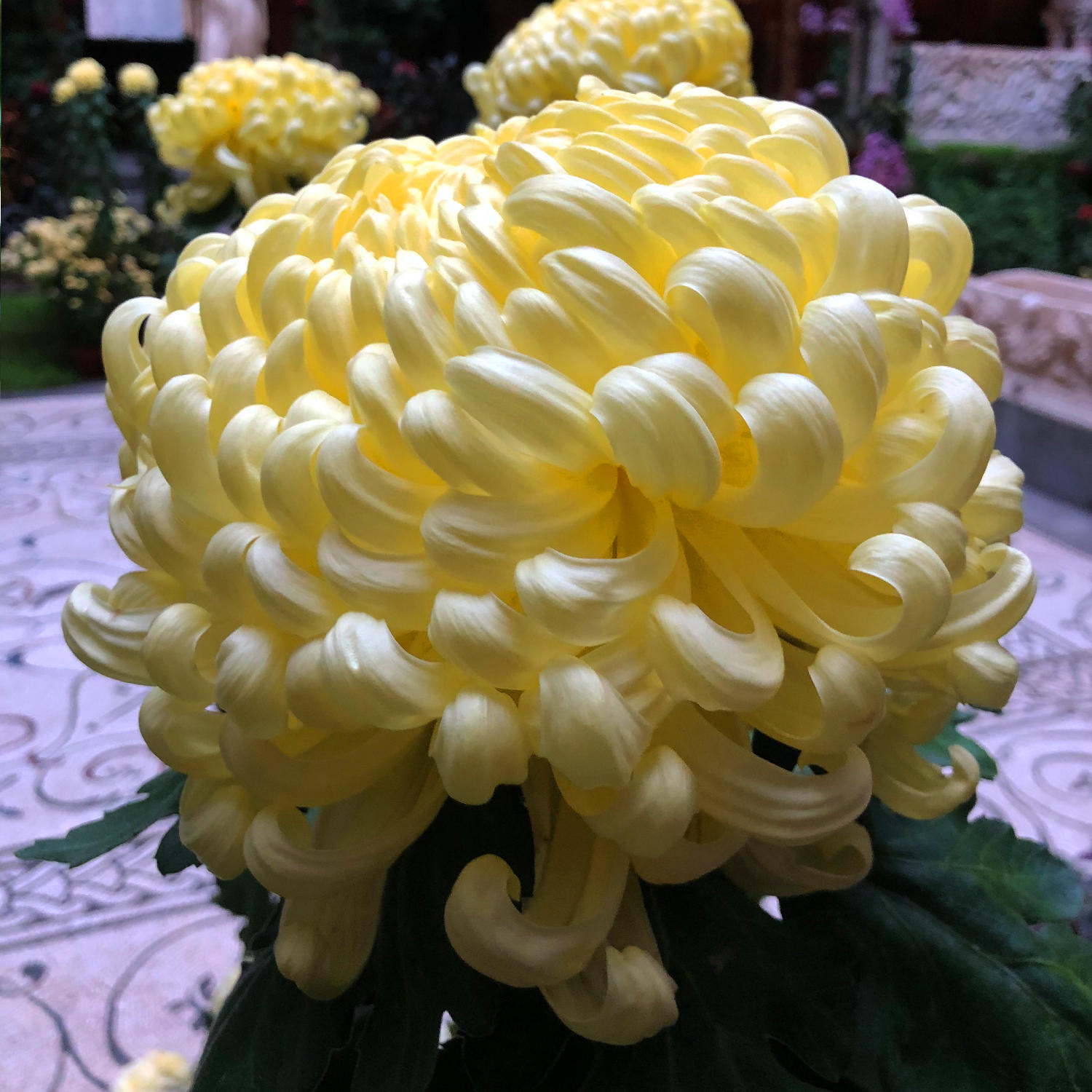 A primrose Mt. Shasta, which is pale yellow, very large, has loosely incurving blooms and looks like butter.