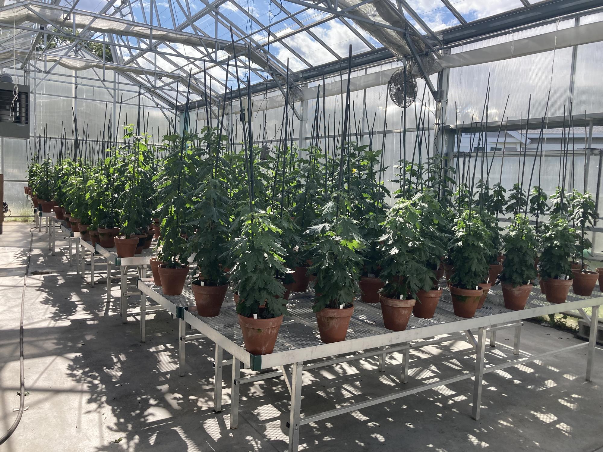 Mums on tables in a greenhouse.