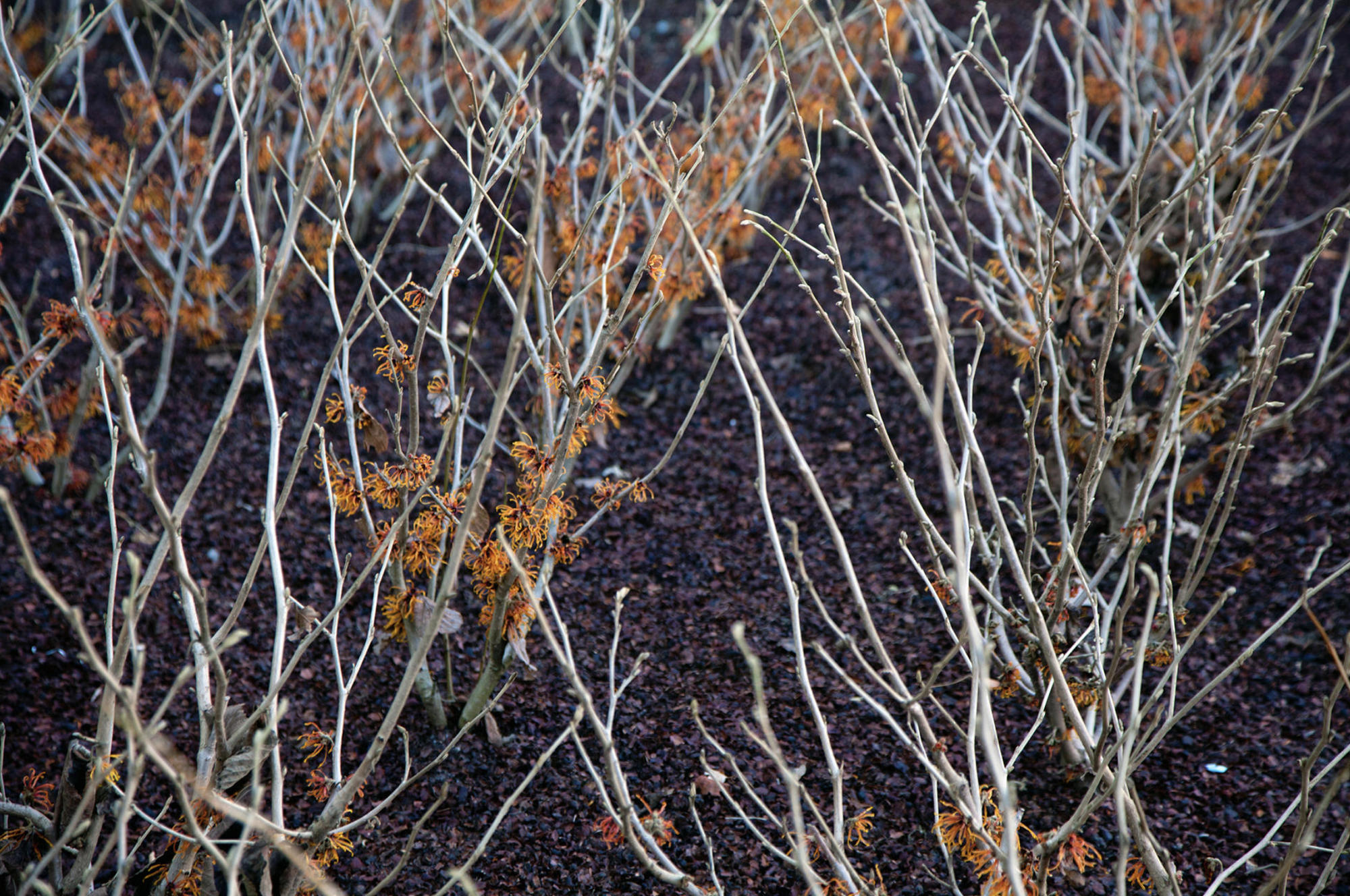 Witch Hazel plants in a garden.