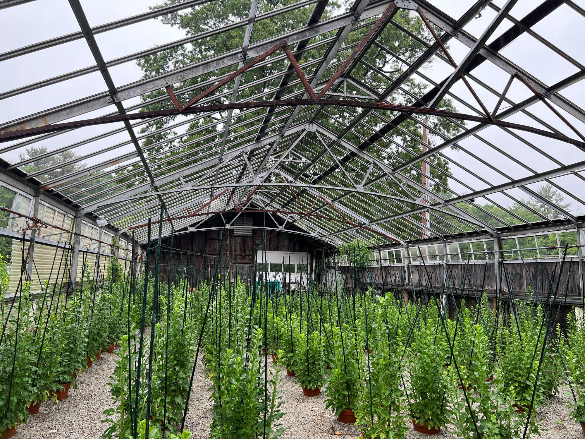 A photograph of the interior of a greenhouse made of metal framing and pots on the ground with tall green plants.