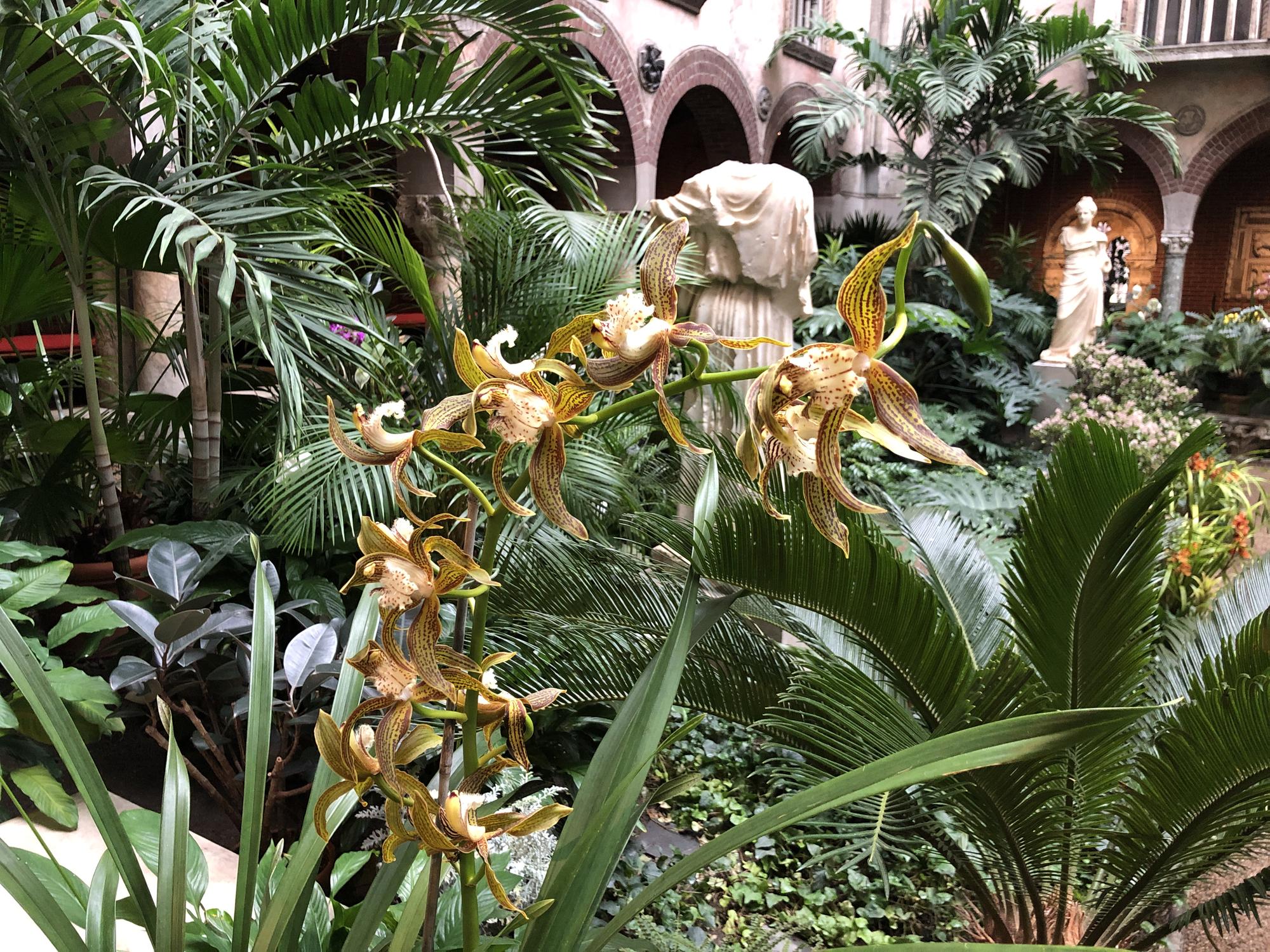 A stalk of yellow and red cymbidium orchid blossoms in the Courtyard of the Gardner Museum.
