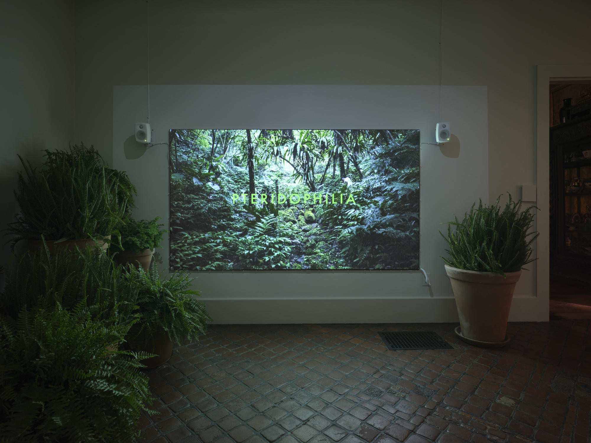 Tropical greenery. 