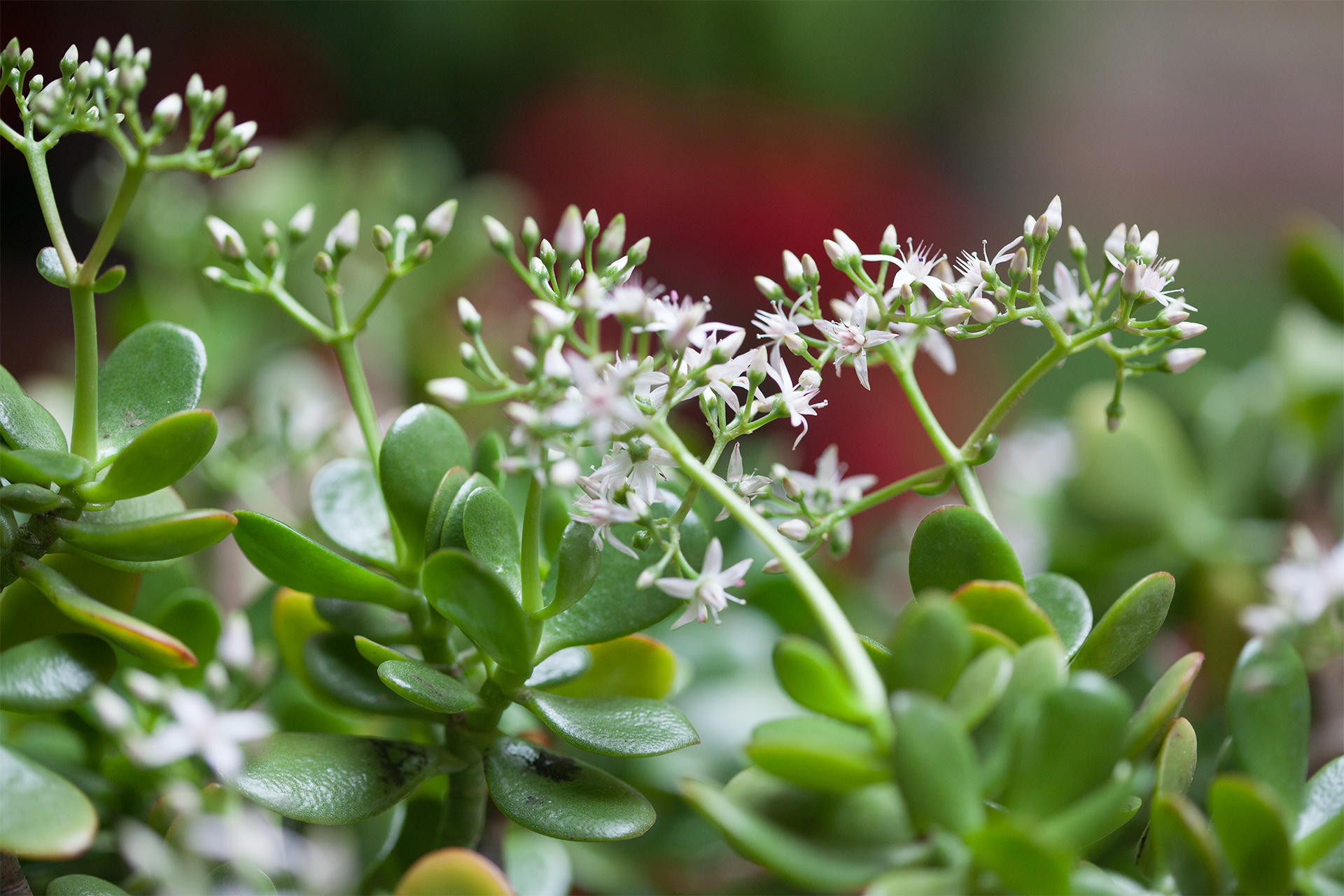 Green leaves of a jade plant with small pink, star-shaped flowers