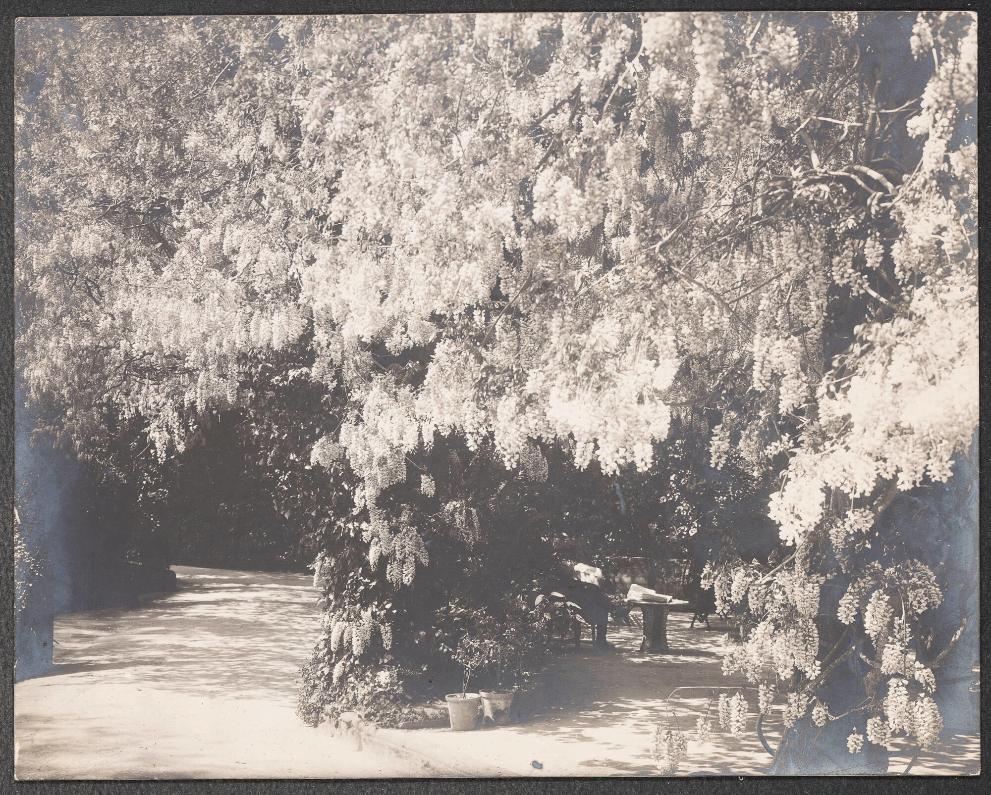 Black and white photograph of a large wisteria vine in an Italian garden.