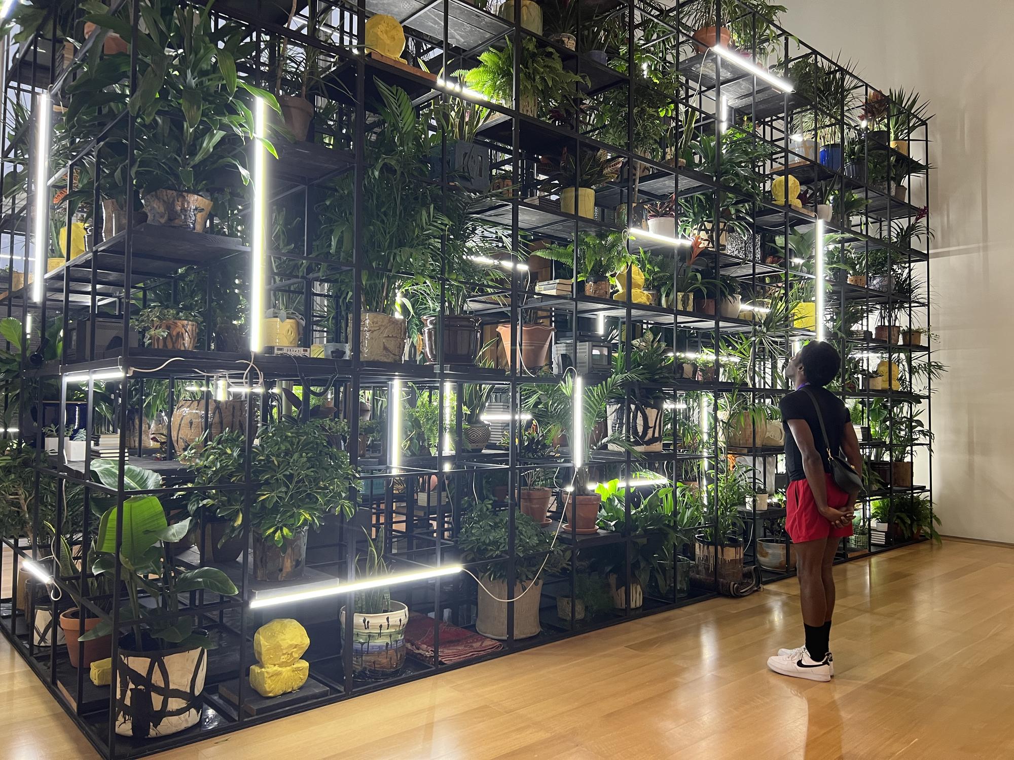 Man looking at a vast collection of plants 