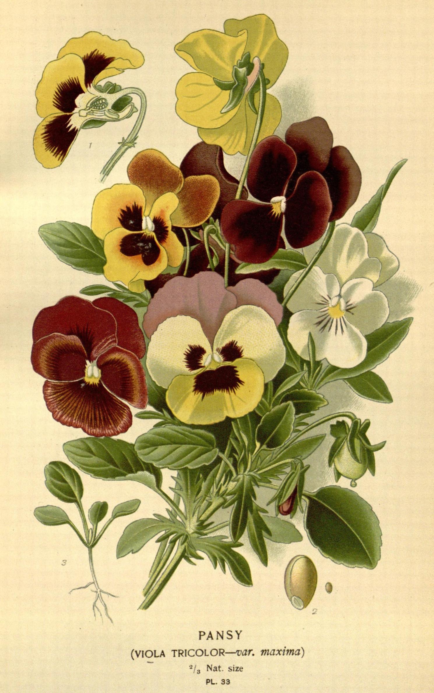 The Spirit of Violets