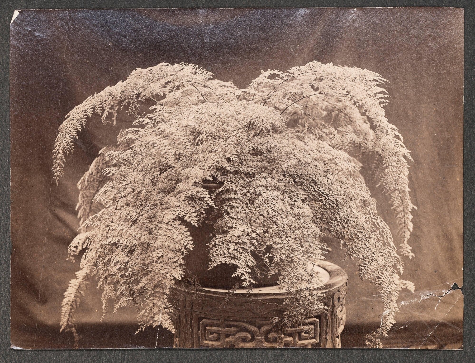 A black and white photograph of a fern houseplant resting on a decorative pedestal.