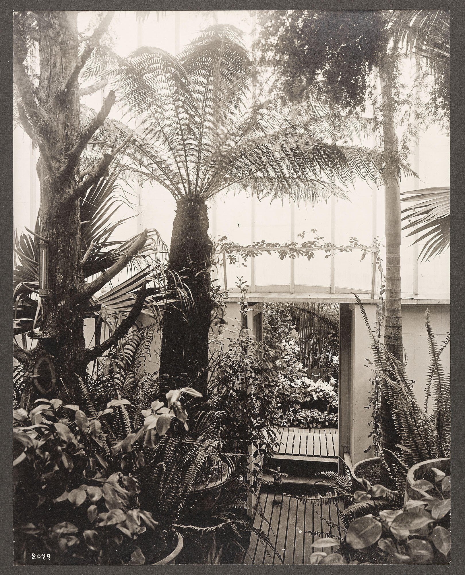 A black and white photograph of a large tree fern and tropical plants in the conservatory at Green Hill.