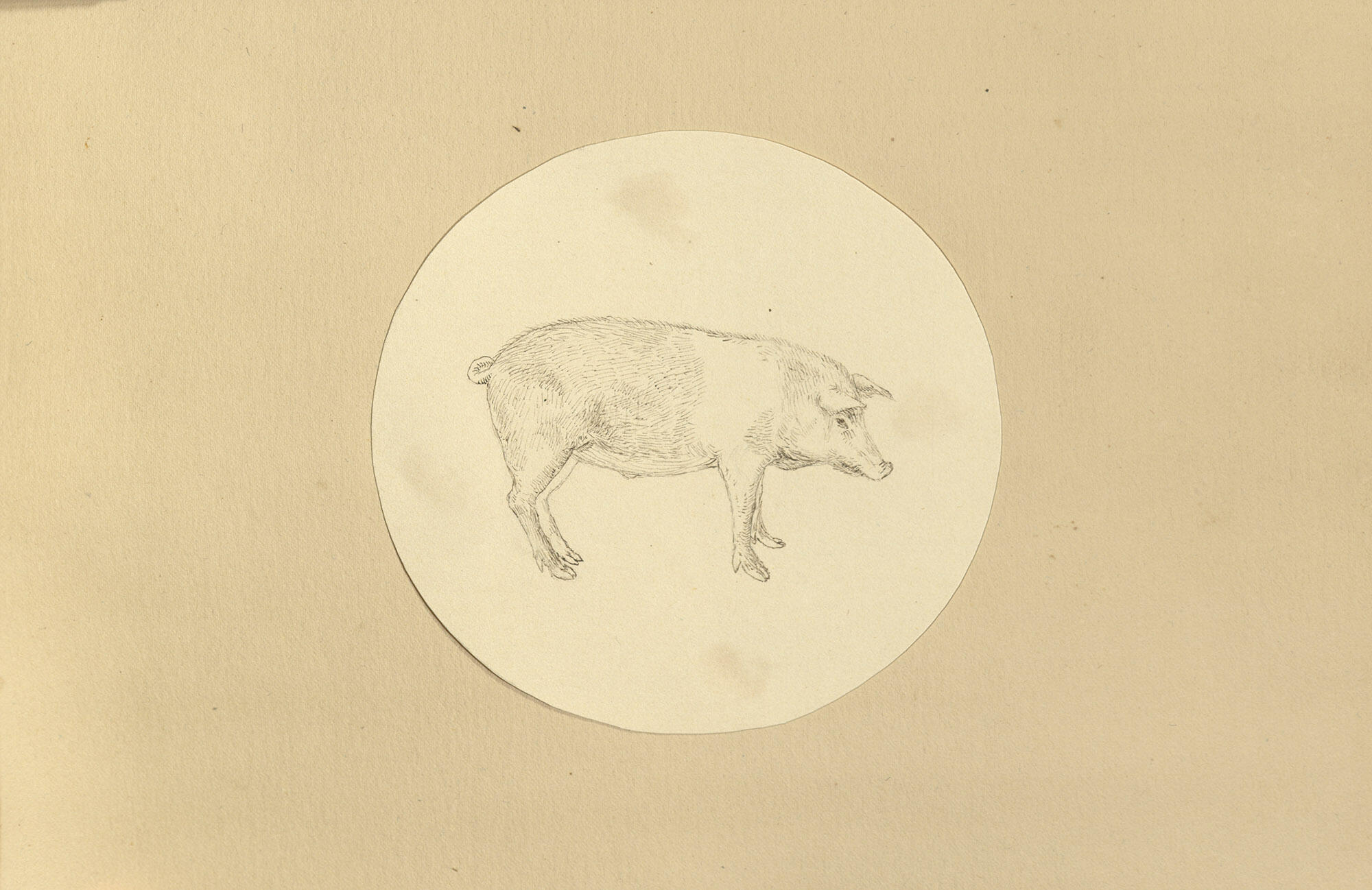 Pen and ink drawing of a pig in a circle.