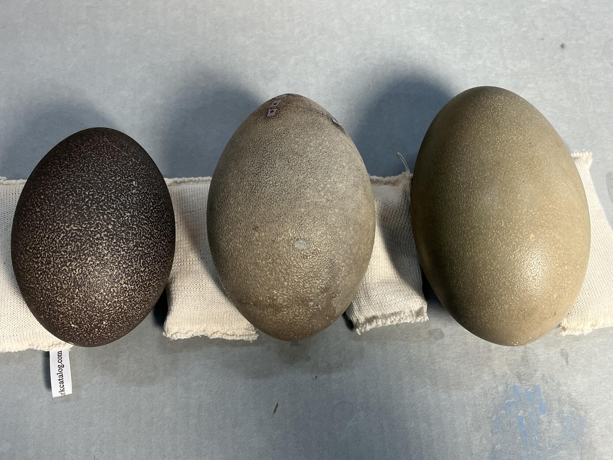 Three eggs lined up side-by-side for comparison. On the left is a dark, textured emu egg from the Museum of Comparative Zoology (MCZ) at Harvard University, in the middle is the emu egg from the Gardner Museum and on the right is a light-colored, fairly smooth southern cassowary egg from the MCZ.