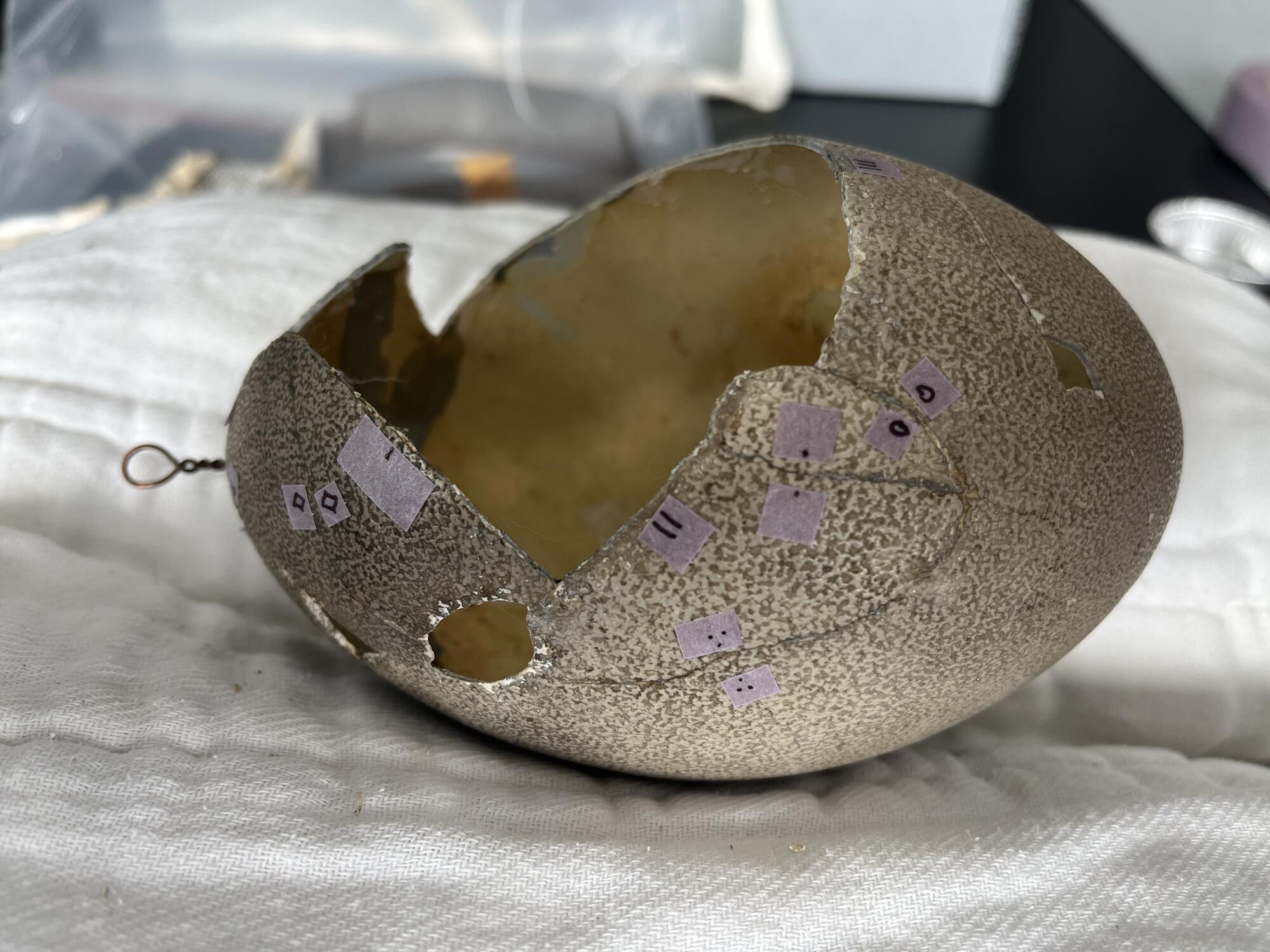 Emu eggshell with about one-third of the shell disassembled.