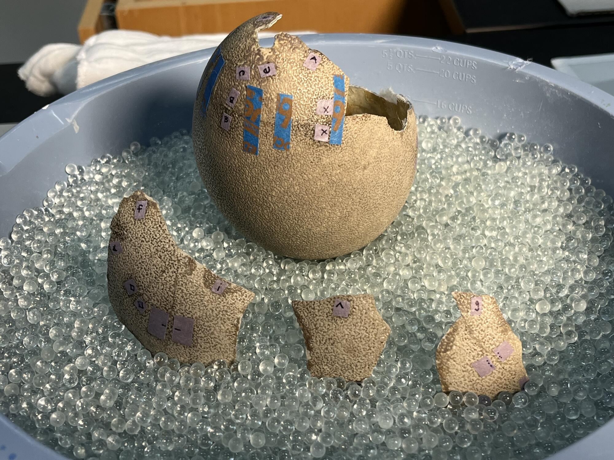  Emu eggshell pieces in a state of reassembly.  The reattached sections rest in a bowl filled with glass beads to support them while the adhesive dries.