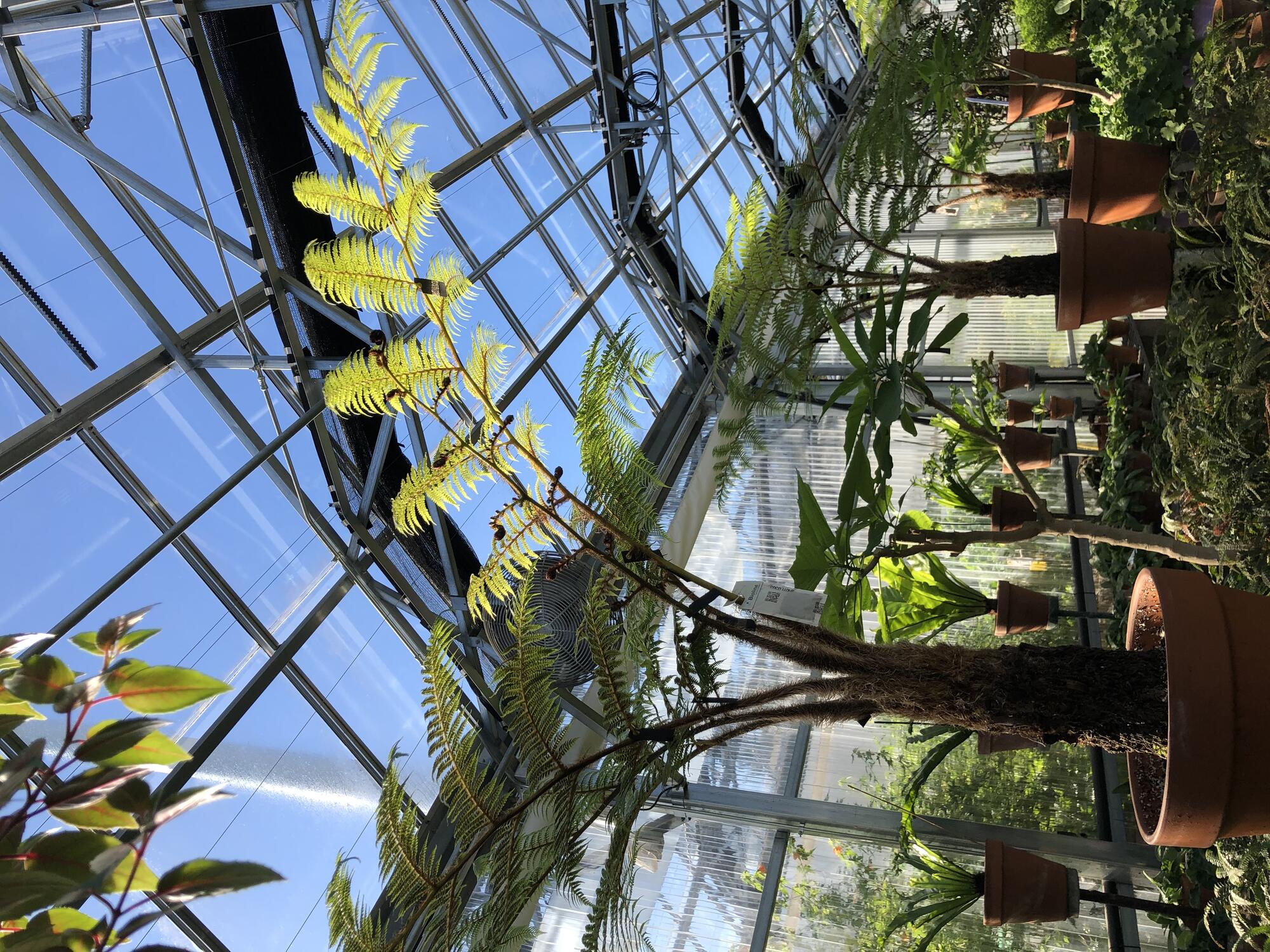 Potted tree ferns growing on pedestals in the Gardner Museum’s greenhouse.