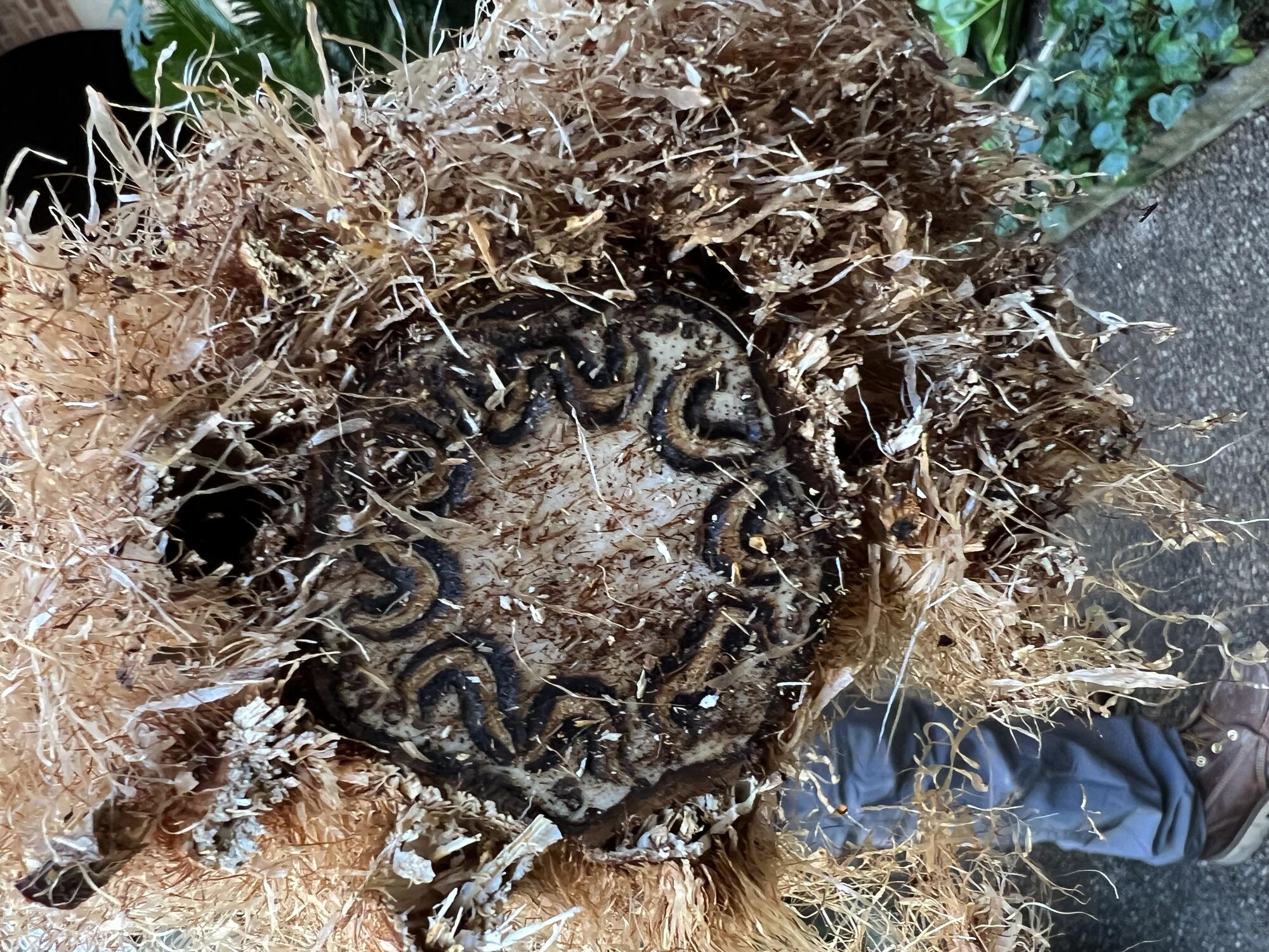 Cross section of a tree fern trunk revealing a solid accumulation of rhizomes.