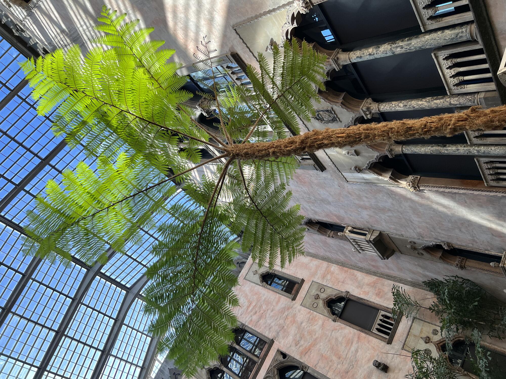 A towering tree fern reaching the second story of the Gardner Museum’s Courtyard.