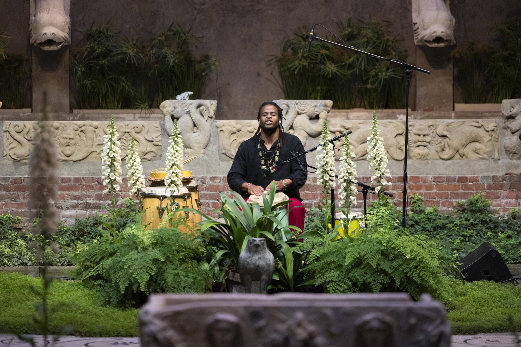 African American man wearing a black shirt and red pants, sitting in the courtyard between large white floxglove plants, playing drums. 